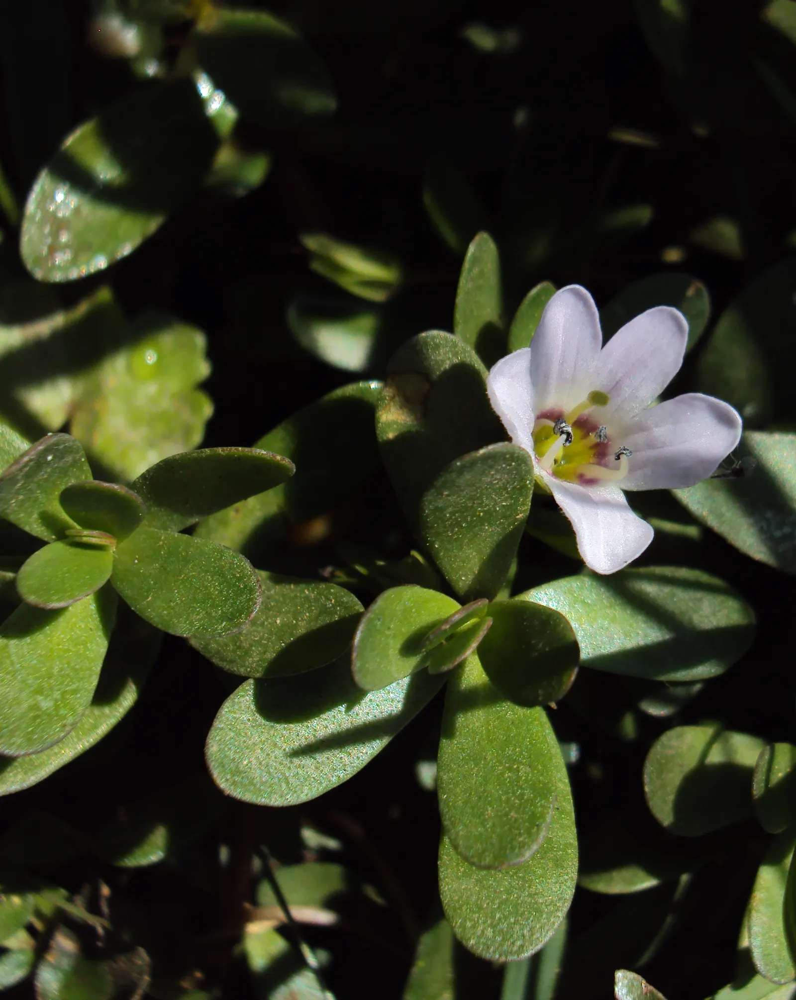 Bacopa (Sutera Cordata 'Snowstorm Blue') — Commonly used for its trailing habit