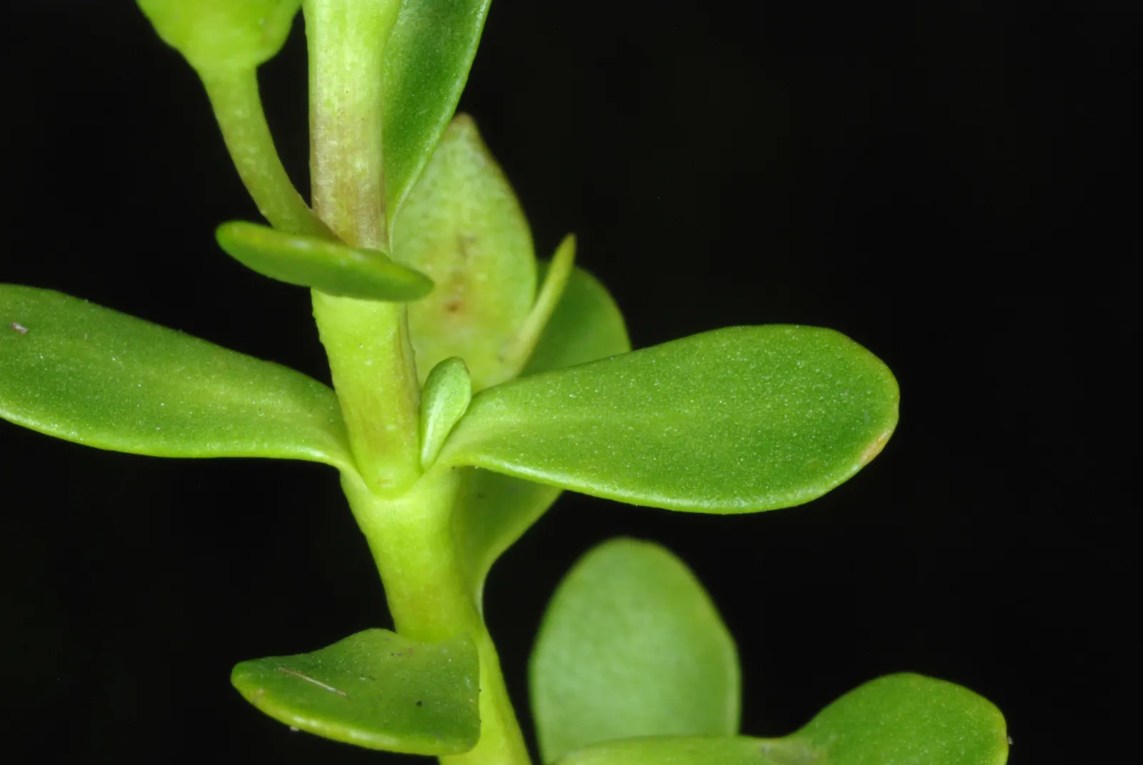 Bacopa (Sutera Cordata 'Snowstorm Blue') — Ideal for hanging baskets and window boxes, it thrives in full to partial sun