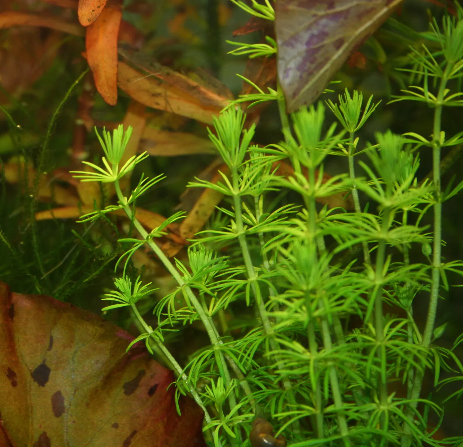 Bacopa (Sutera Cordata 'Snowstorm Blue') — USDA Hardiness Zones 9-11