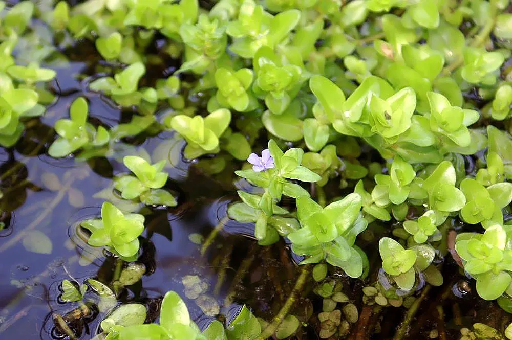 Bacopa (Sutera Cordata 'Snowstorm Blue') — Prefers moist, well-drained soil and moderate watering