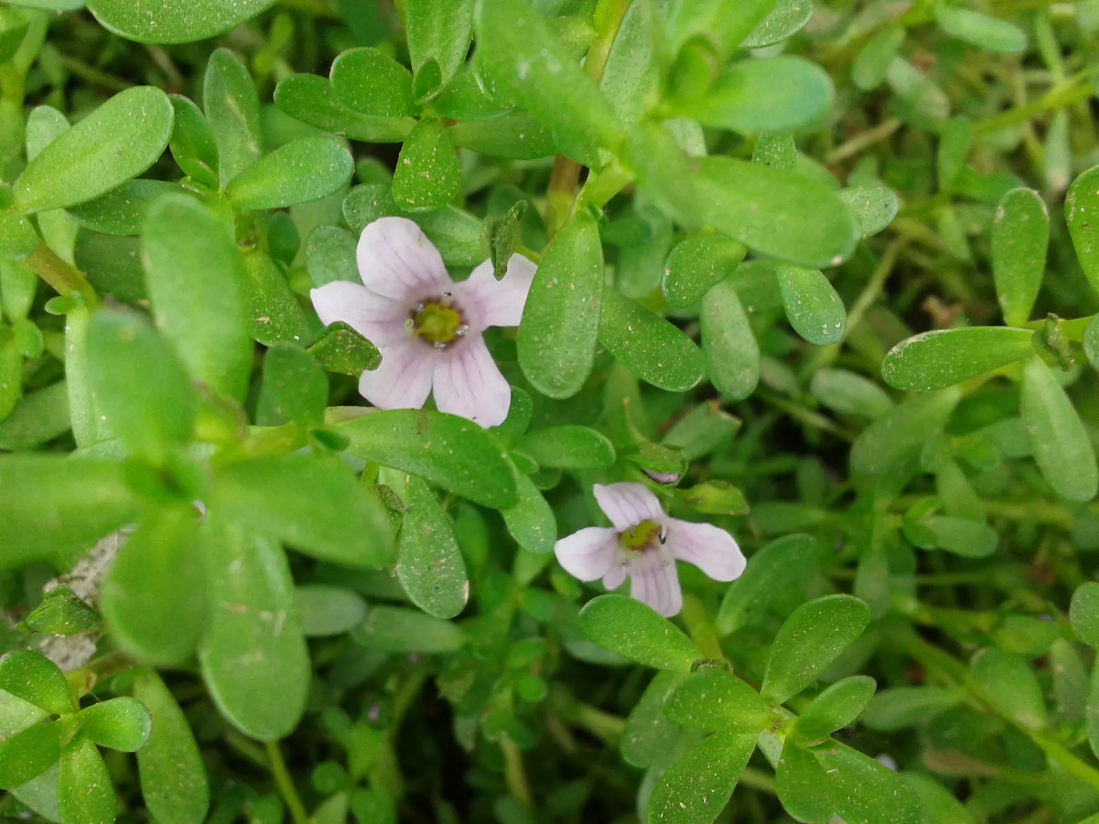 Bacopa (Sutera Cordata 'Snowstorm Blue') — Bacopa 'Snowstorm Blue' (Sutera cordata) is a trailing annual with a mass of small, sky-blue flowers