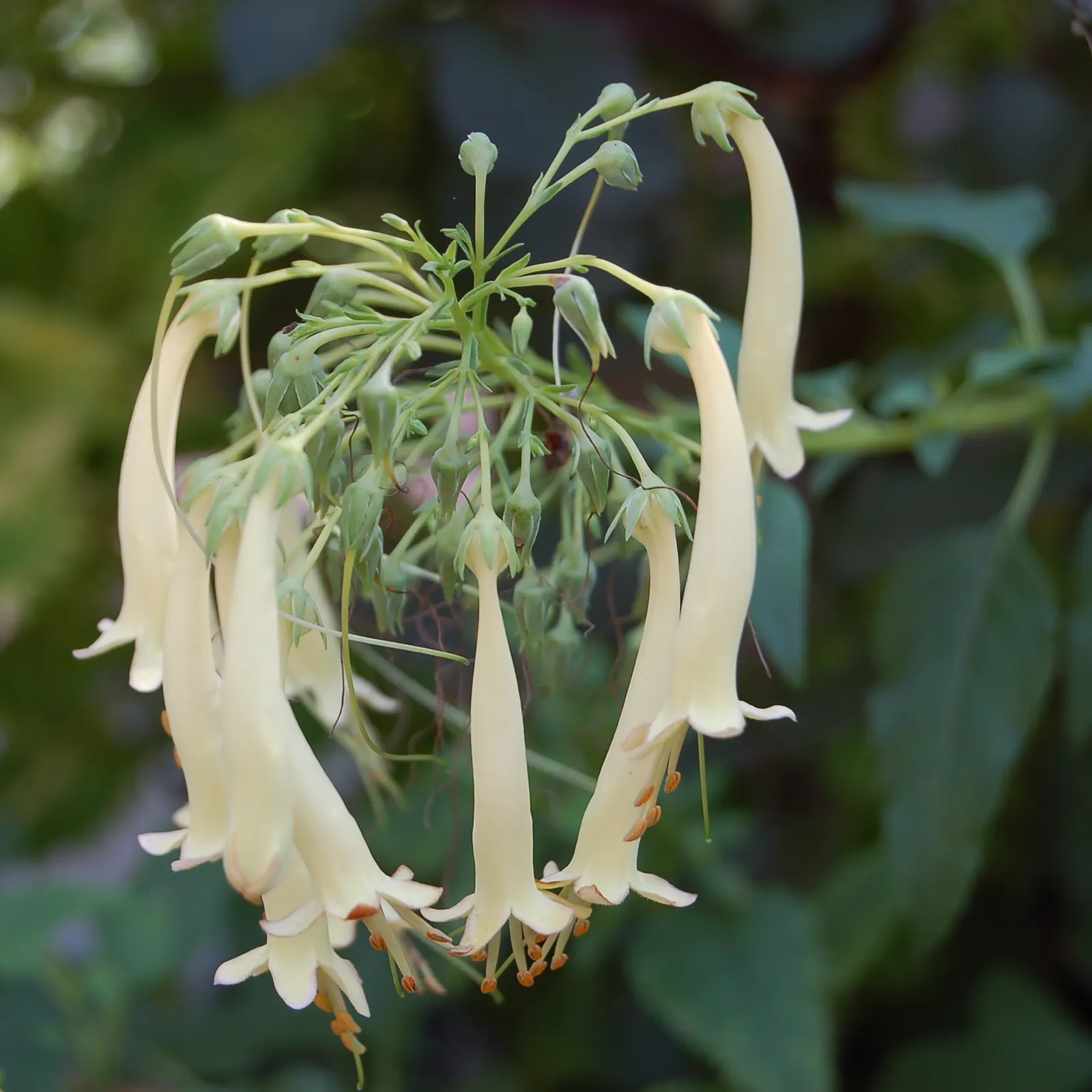 Moonraker Cape Fuchsia (Phygelius X Rectus 'Moonraker') — It boasts tubular, creamy-yellow blooms atop lush, lance-shaped foliage