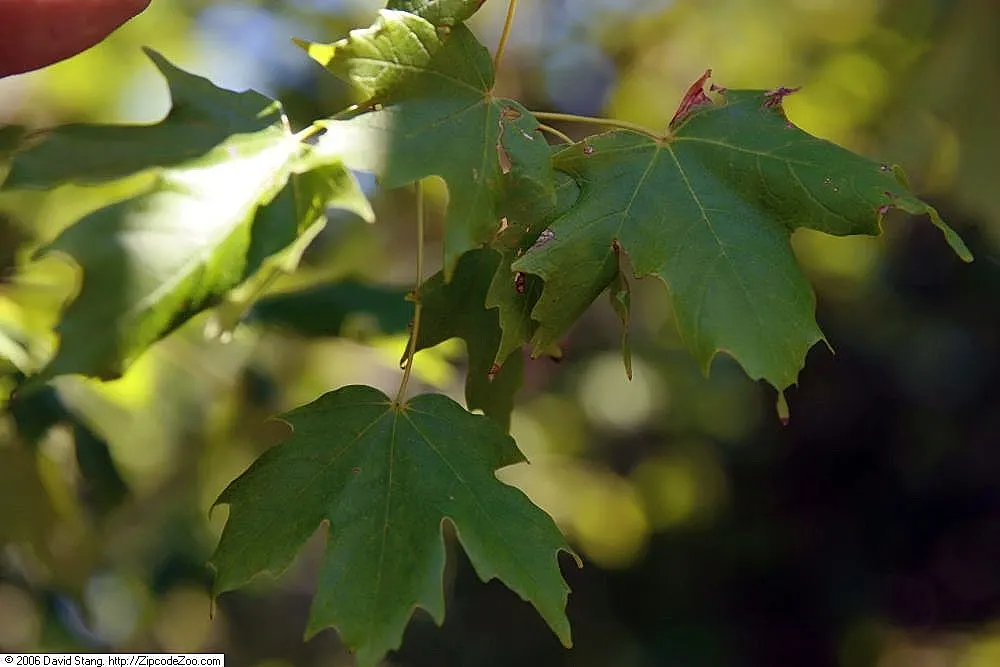 Commemoration Sugar Maple (Acer Saccharum 'Commemoration') — Thriving in zones 4-8, it soars to heights of 50-70 feet with a spread of 30-50 feet
