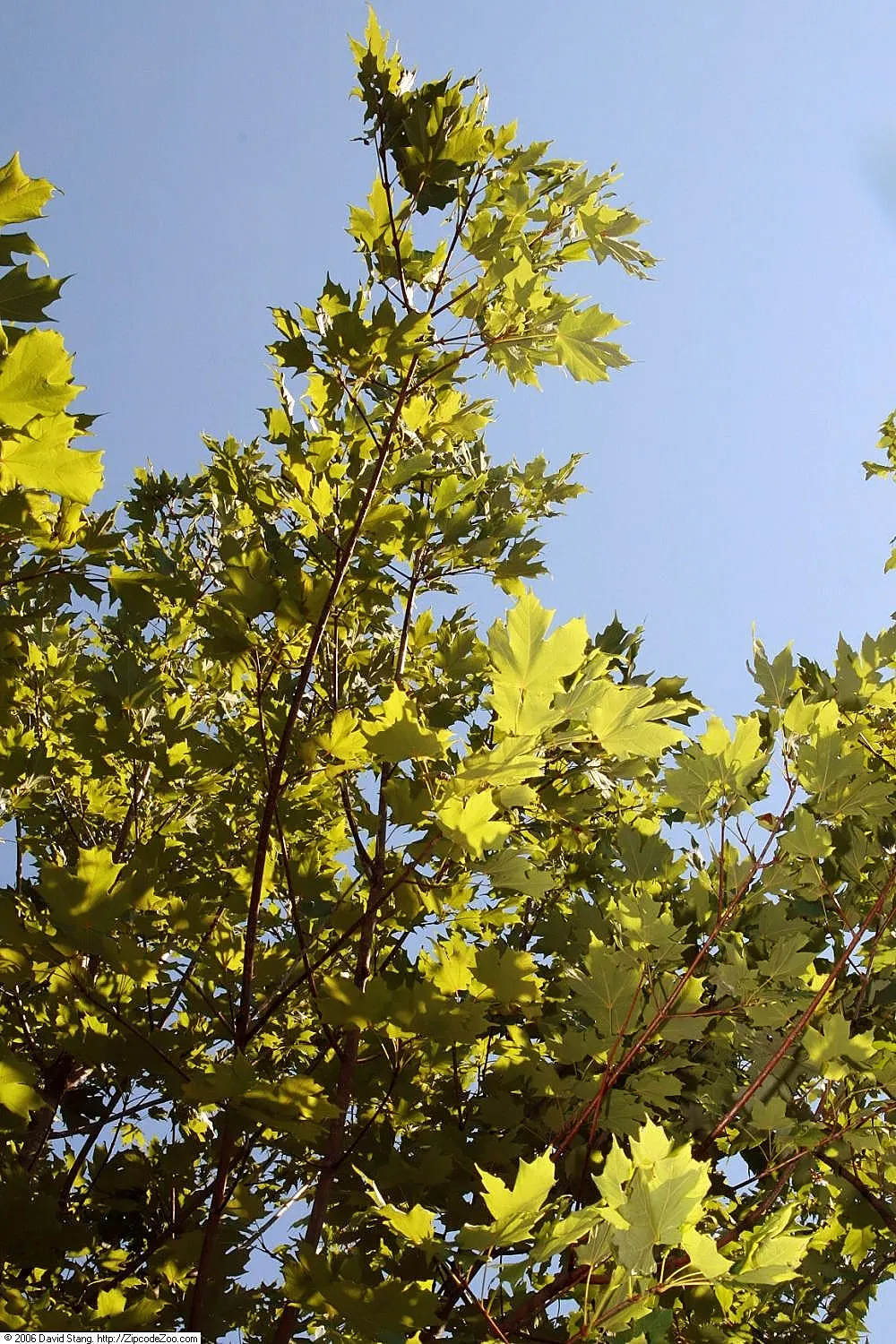 Commemoration Sugar Maple (Acer Saccharum 'Commemoration') — chosen for its resilience and vibrant fall foliage