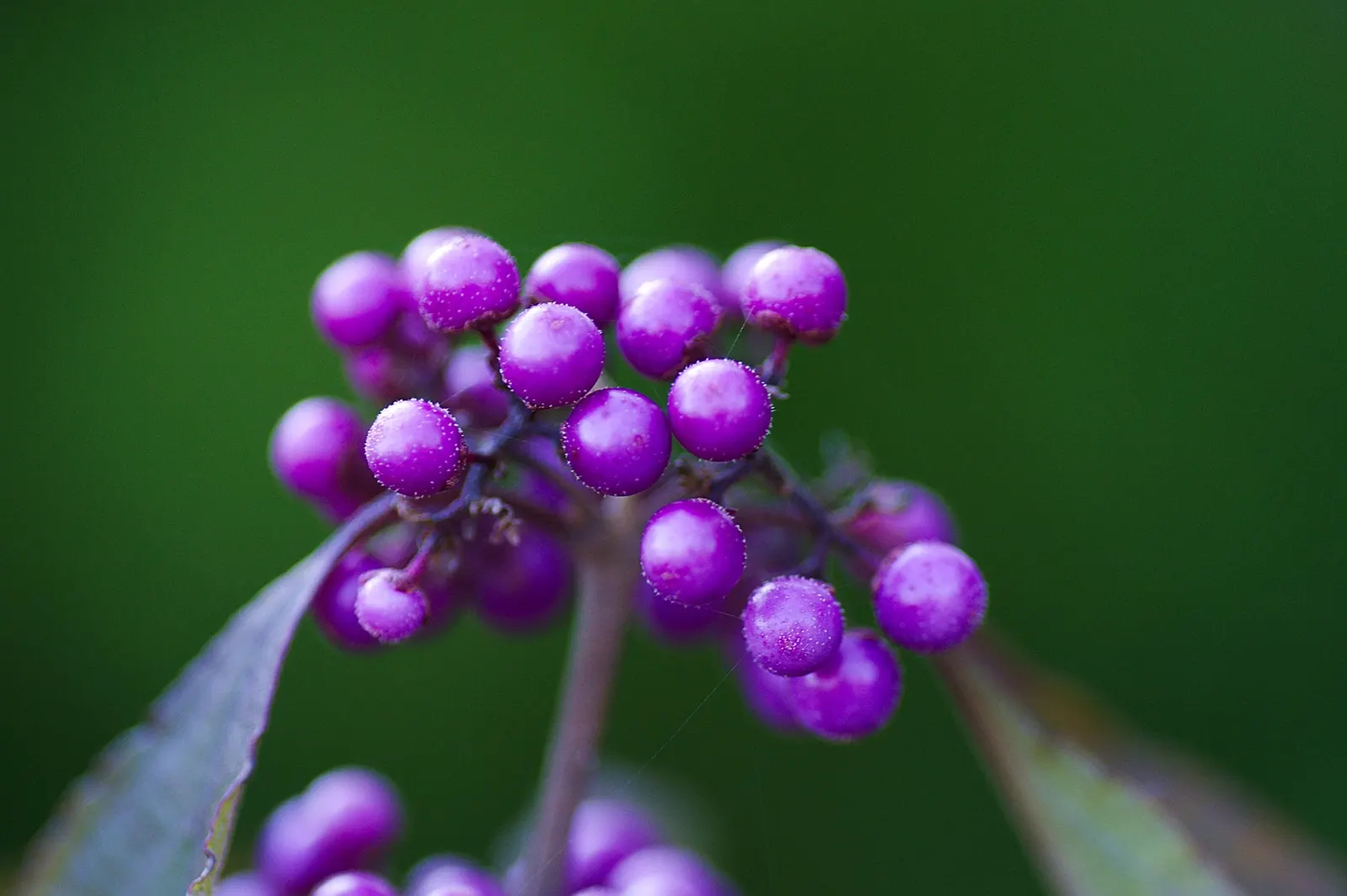 Beautyberry (Callicarpa Bodinieri) — the Beautyberry boasts small pink to light purple flowers in summer; these berry clusters encircle the stems, image 133