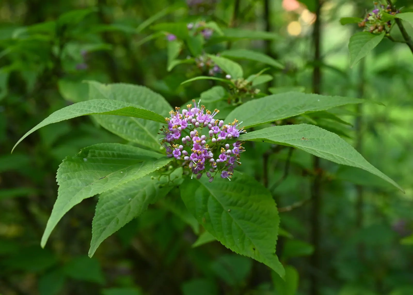 Beautyberry (Callicarpa Bodinieri) — it's worth noting to the client that Callicarpa bodinieri is relatively low-maintenance; allowing it to serve as a
