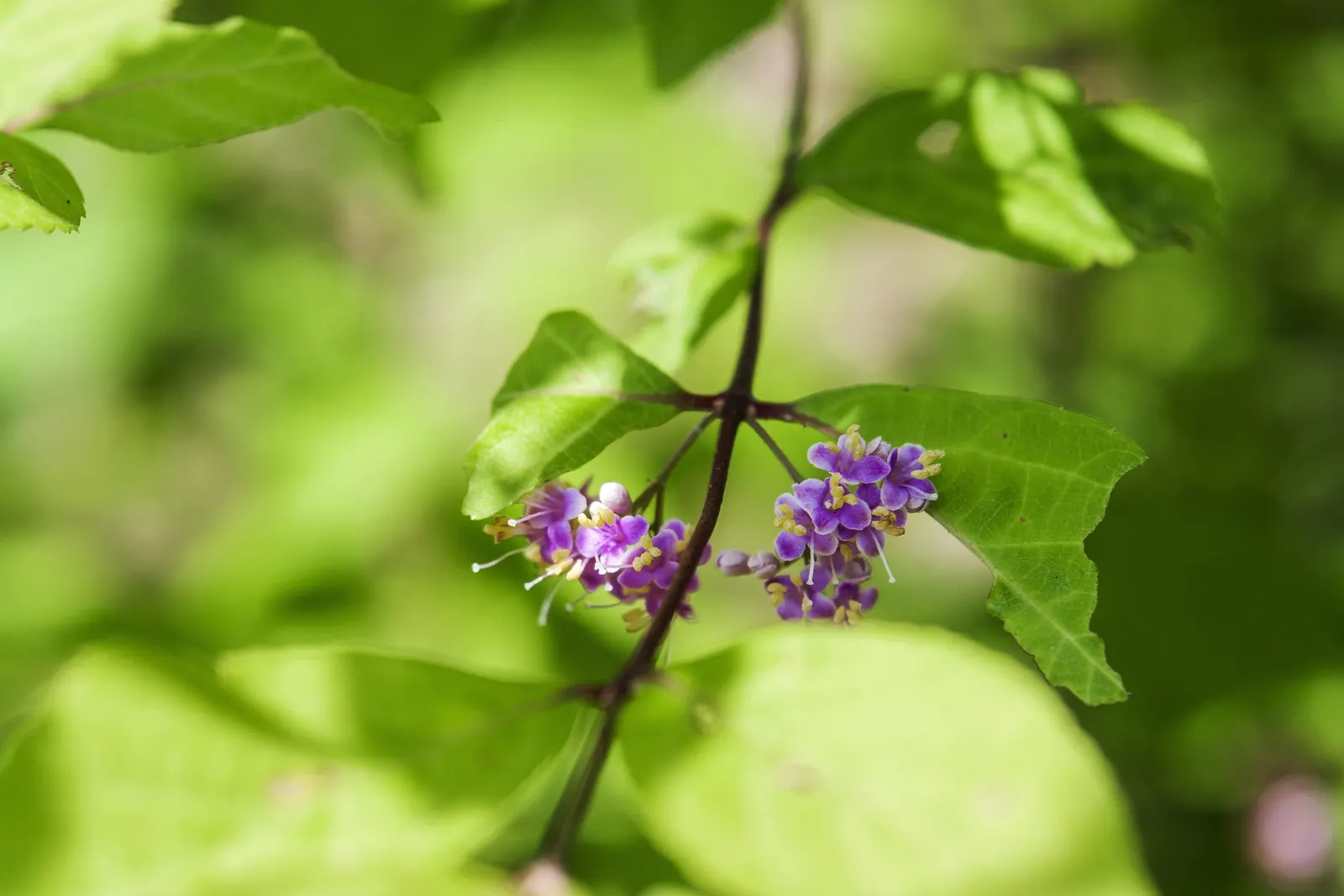 Beautyberry (Callicarpa Bodinieri) — glossy berries that follow; its striking berries attract birds, adding dynamic life to the landscape, image 63