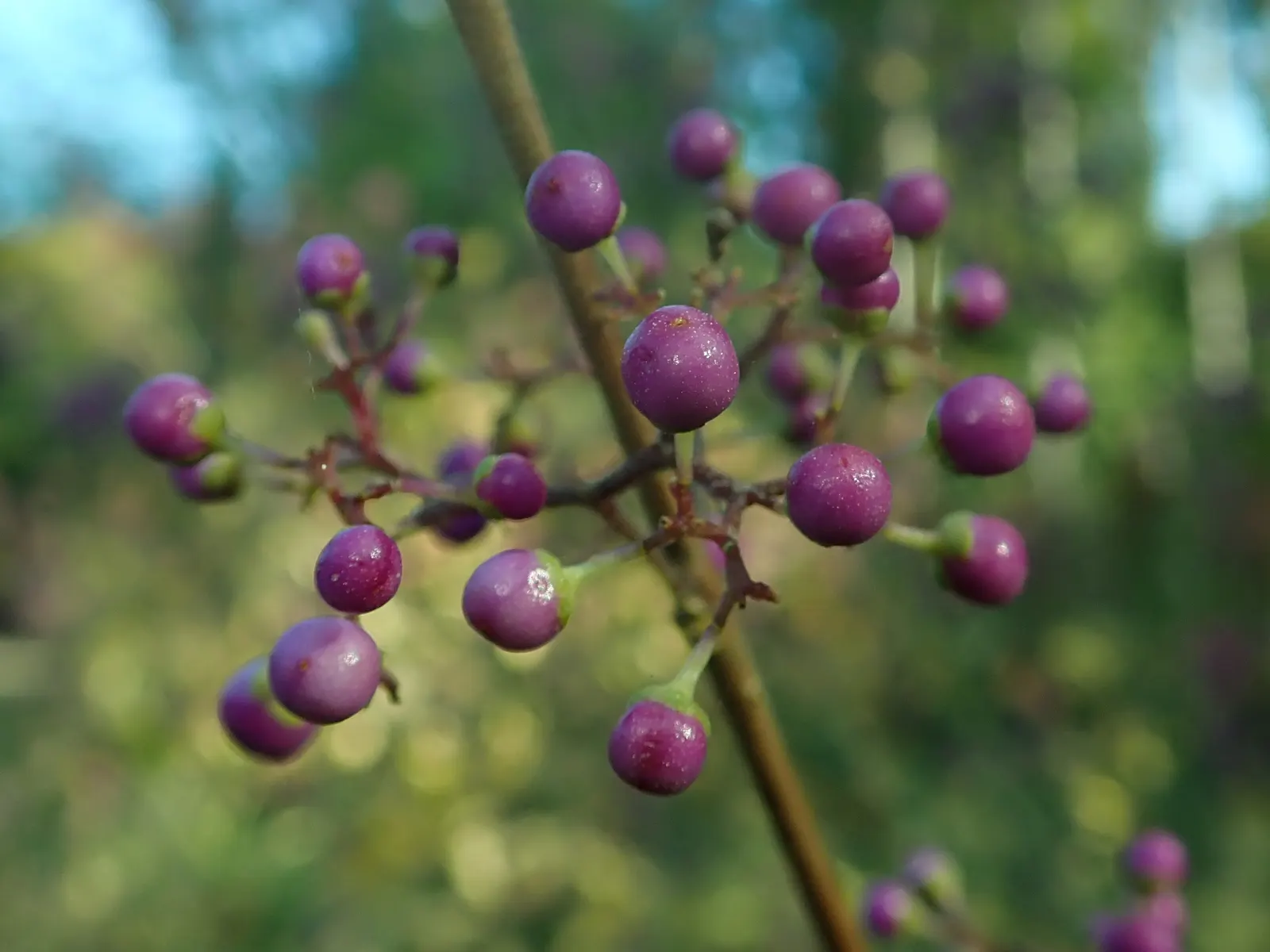 Beautyberry (Callicarpa Bodinieri) — Hardy in USDA zones 5-8, it requires well-drained soil; is a deciduous shrub boasting clusters of vibrant, image 100