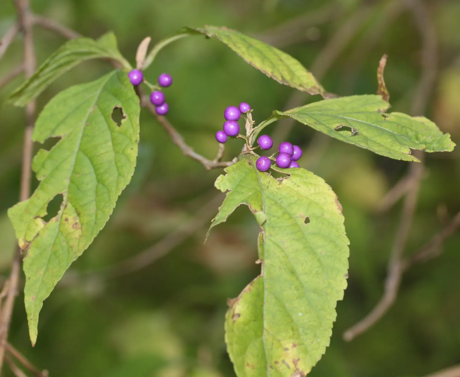 Beautyberry (Callicarpa Bodinieri) — This plant typically reaches a mature height of 3 to 6 feet and spreads out 3 to 5 feet