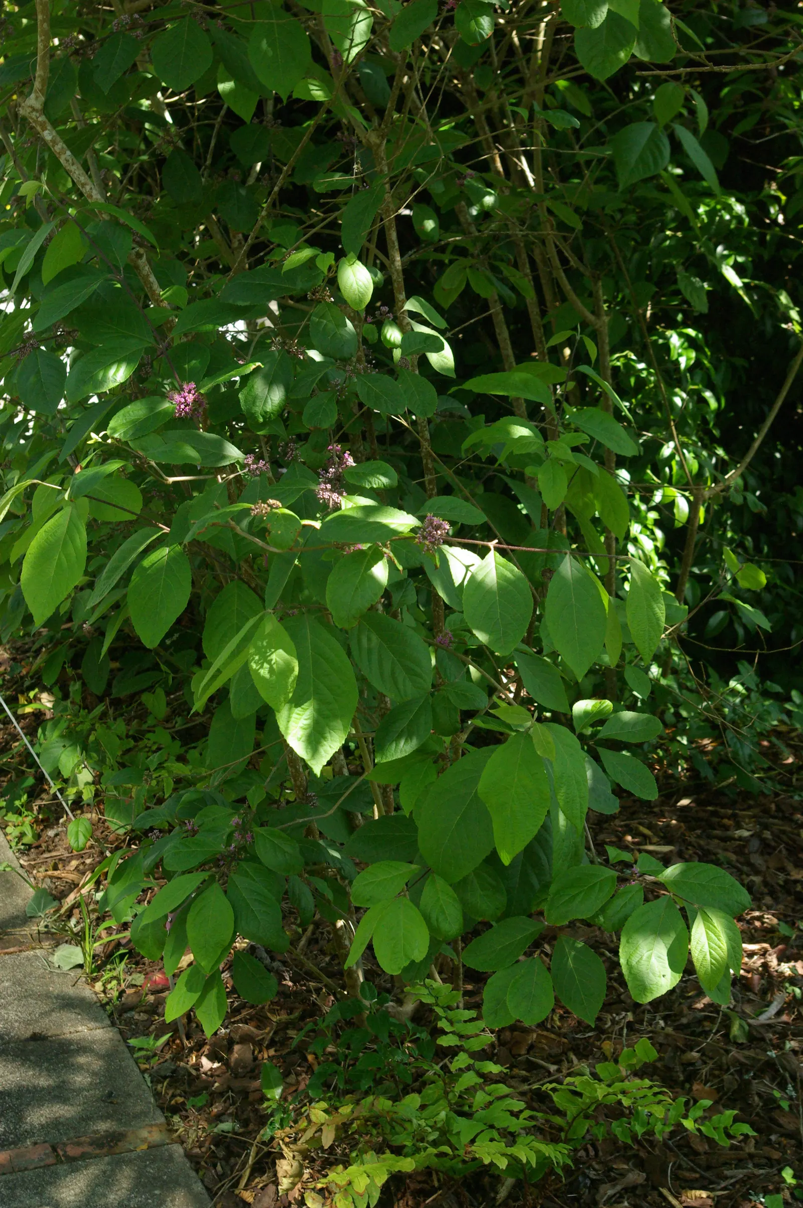 Beautyberry (Callicarpa Bodinieri) — pink and purple flowers in the garden; commonly referred to as Beautyberry, image 118