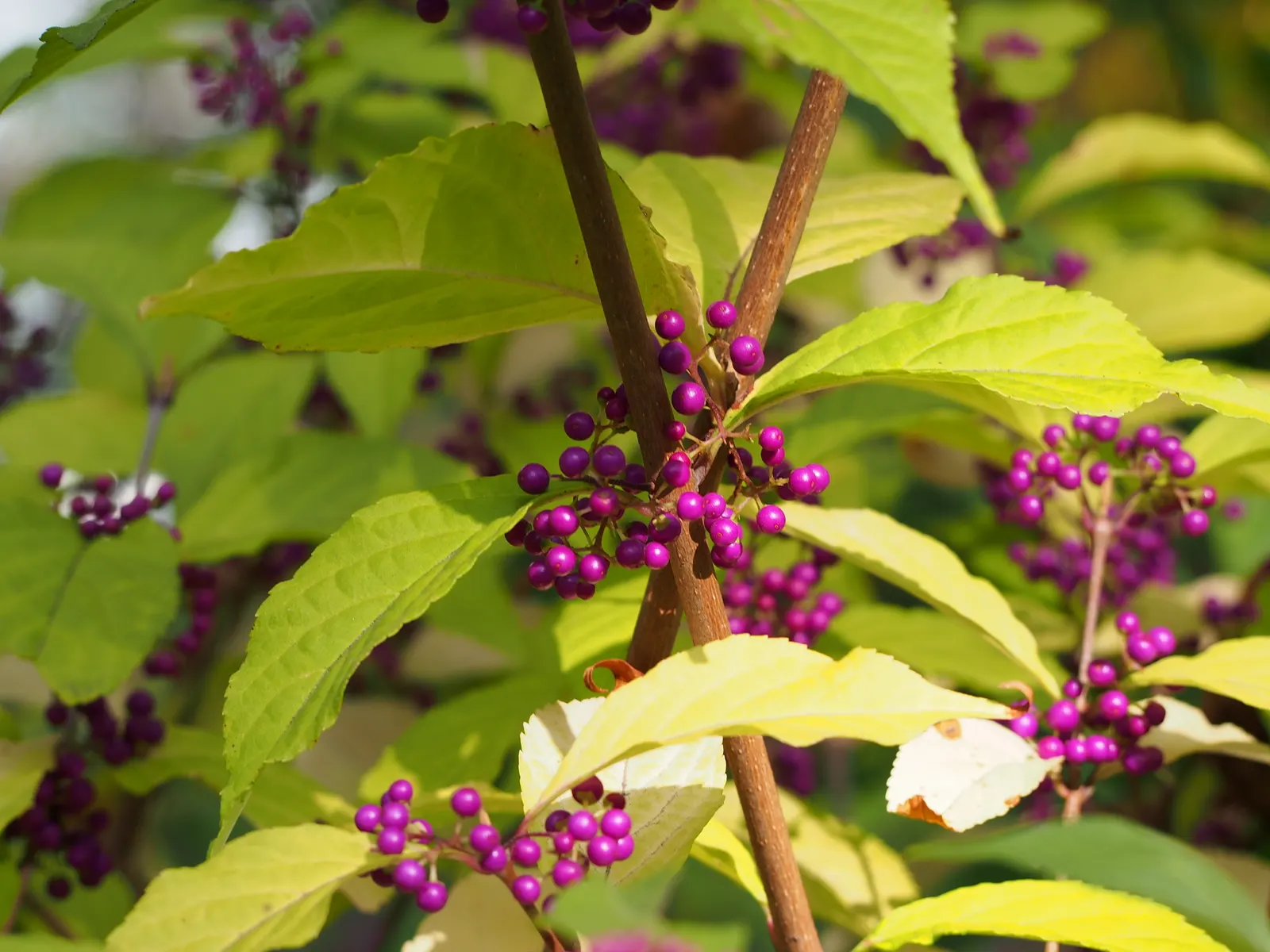 Beautyberry (Callicarpa Bodinieri) — after delicate pink flowers in summer; it thrives in USDA hardiness zones 5 through 8, image 50