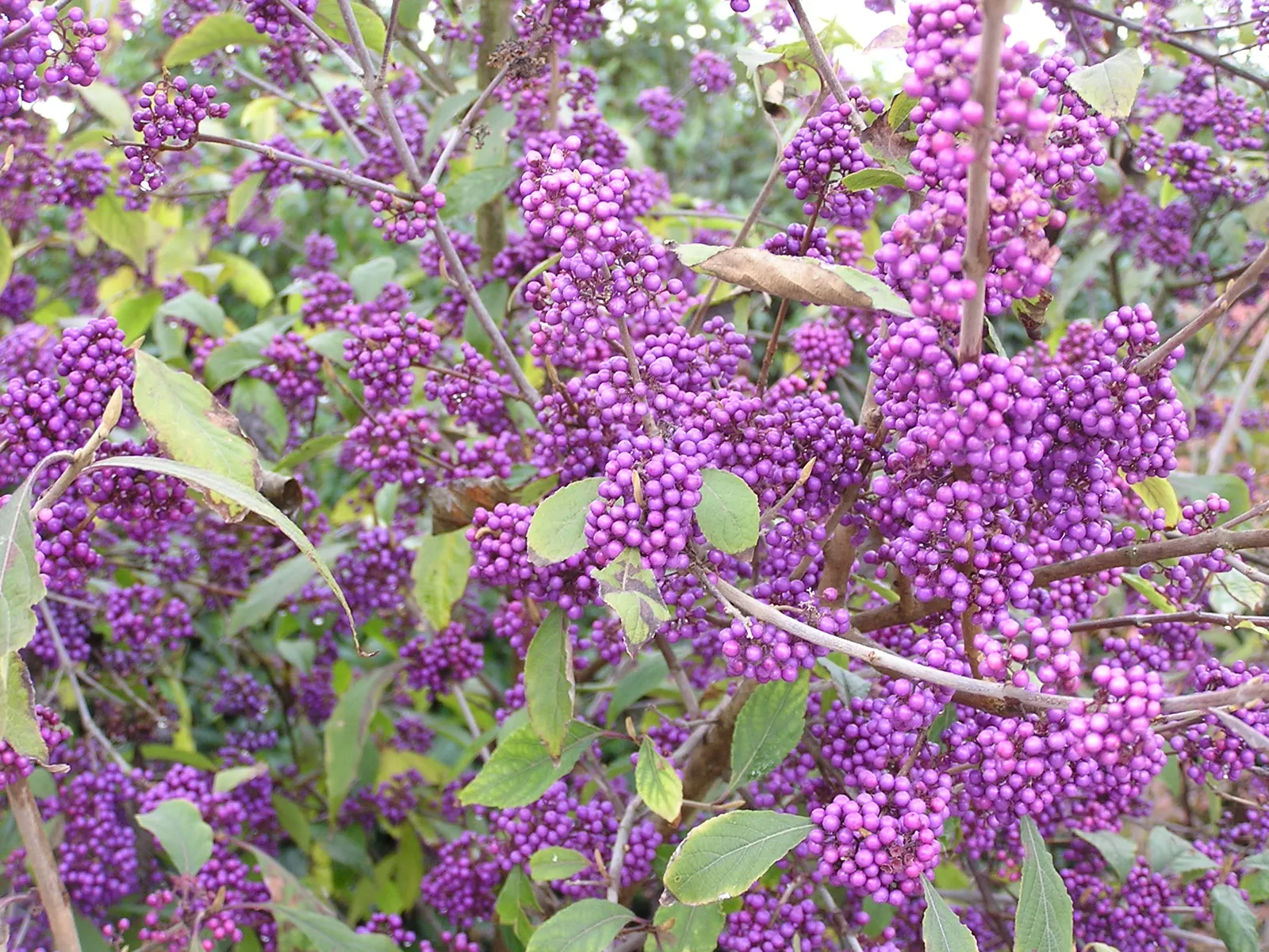 Beautyberry (Callicarpa Bodinieri) — Thriving in full sun to partial shade, it reaches up to 6 ft in height and spread; regular pruning in late, image 99