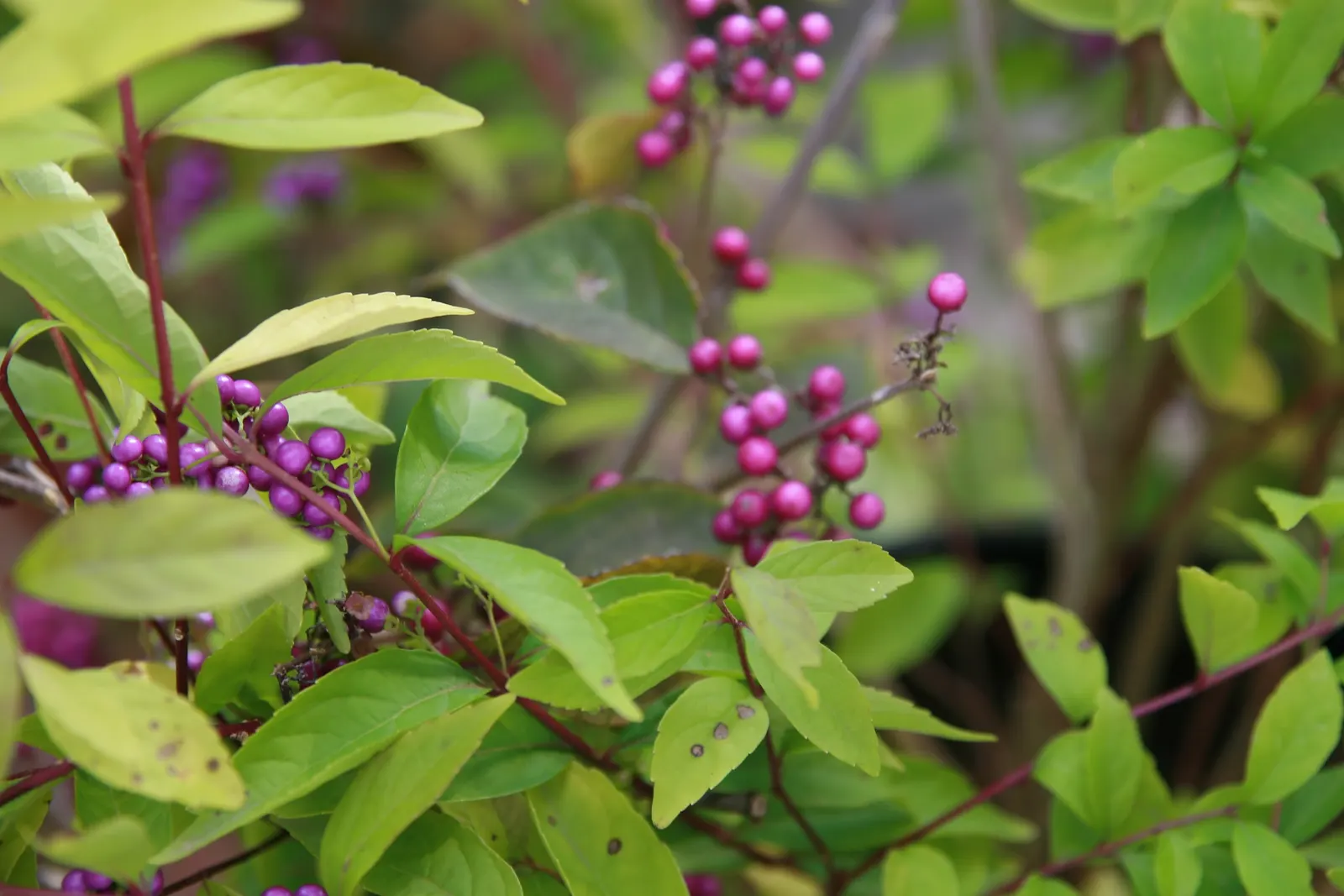 Beautyberry (Callicarpa Bodinieri) — It thrives in USDA hardiness zones 5 through 8; after delicate pink flowers in summer, image 155