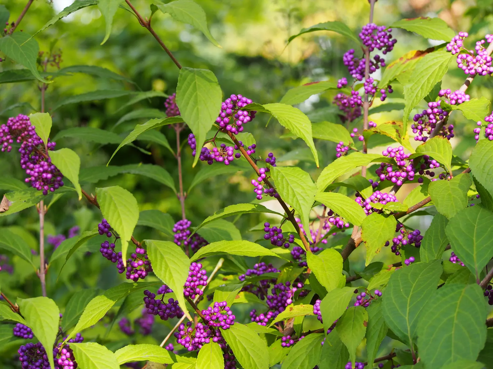 Beautyberry (Callicarpa Bodinieri) — This plant typically reaches a mature height of 3 to 6 feet and spreads out 3 to 5 feet; preferring a sunny to, image 129