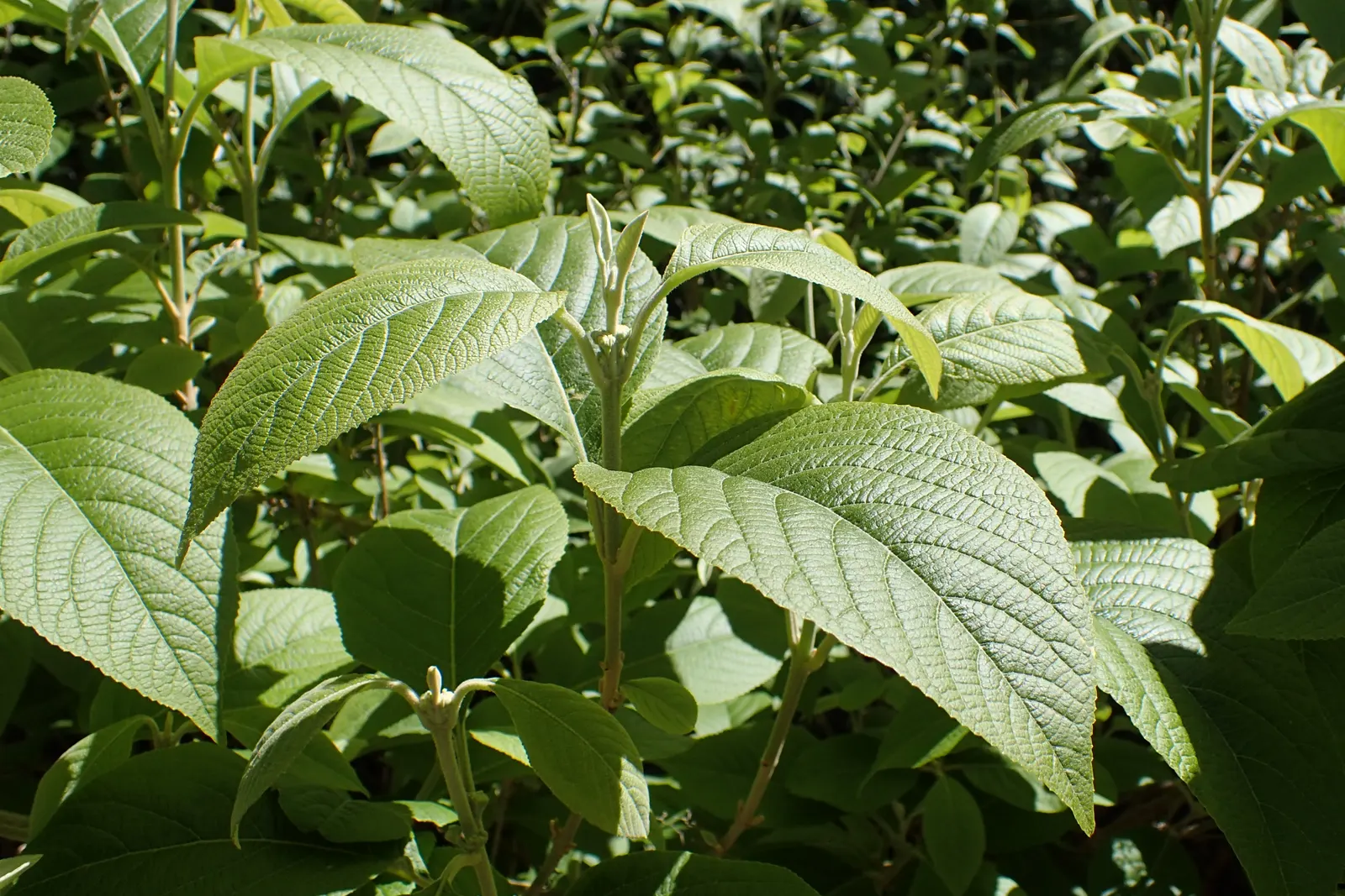 Beautyberry (Callicarpa Bodinieri) — after delicate pink flowers in summer; it thrives in USDA hardiness zones 5 through 8, image 98