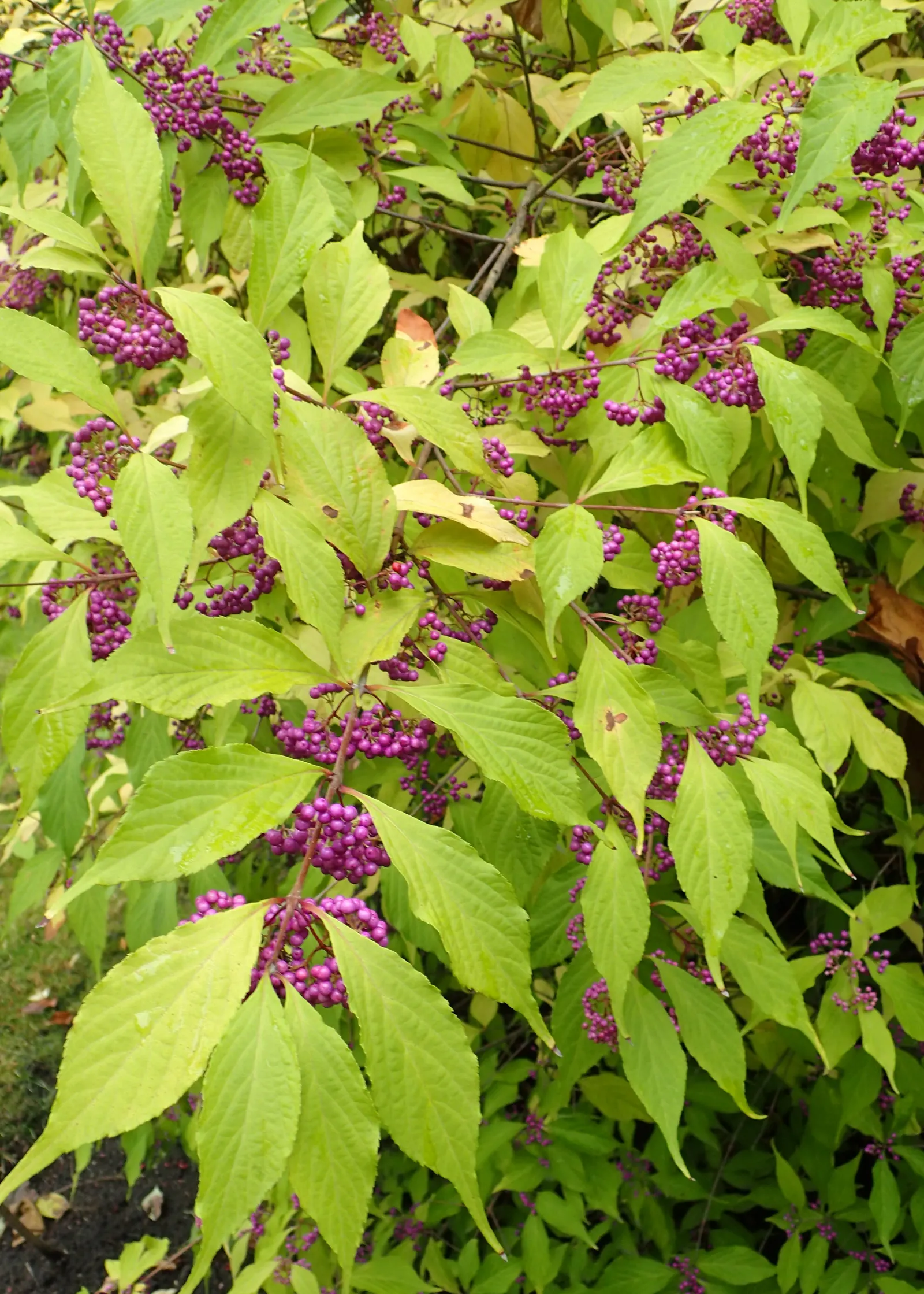 Beautyberry (Callicarpa Bodinieri) — is a striking deciduous shrub known for its vibrant display of purple berries in late summer and fall; prune, image 152