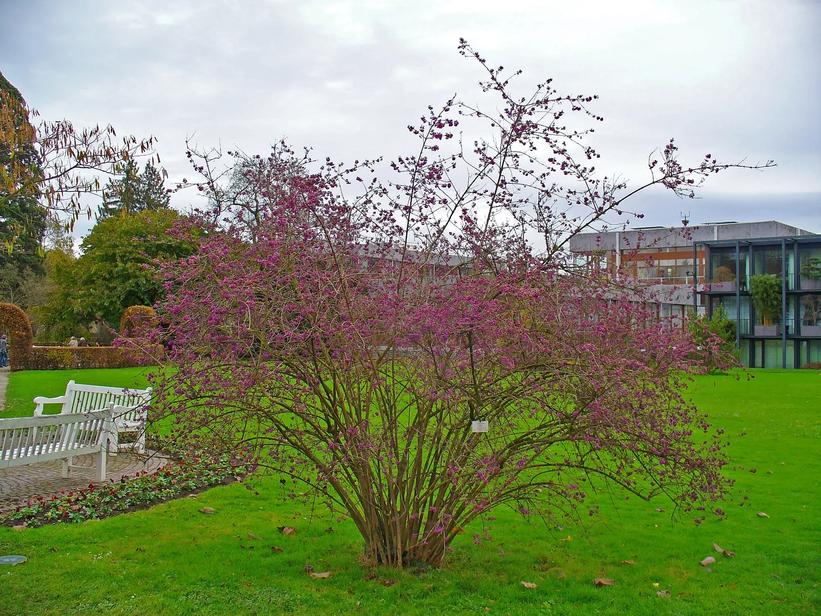 Beautyberry (Callicarpa Bodinieri) — pink and purple flowers in the garden