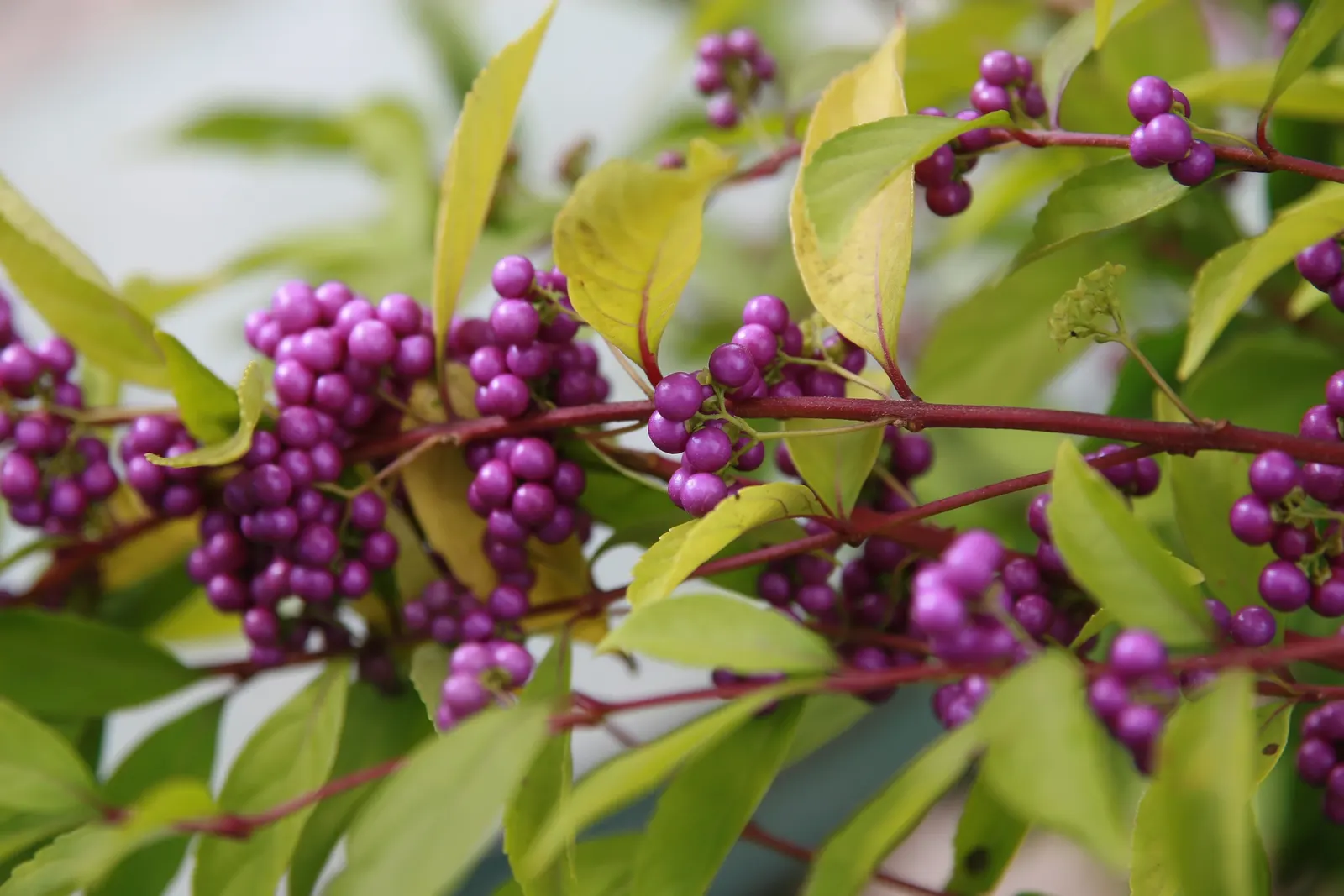 Beautyberry (Callicarpa Bodinieri) — is a deciduous shrub boasting clusters of vibrant purple berries in fall; hardy in USDA zones 5-8, it requires, image 121