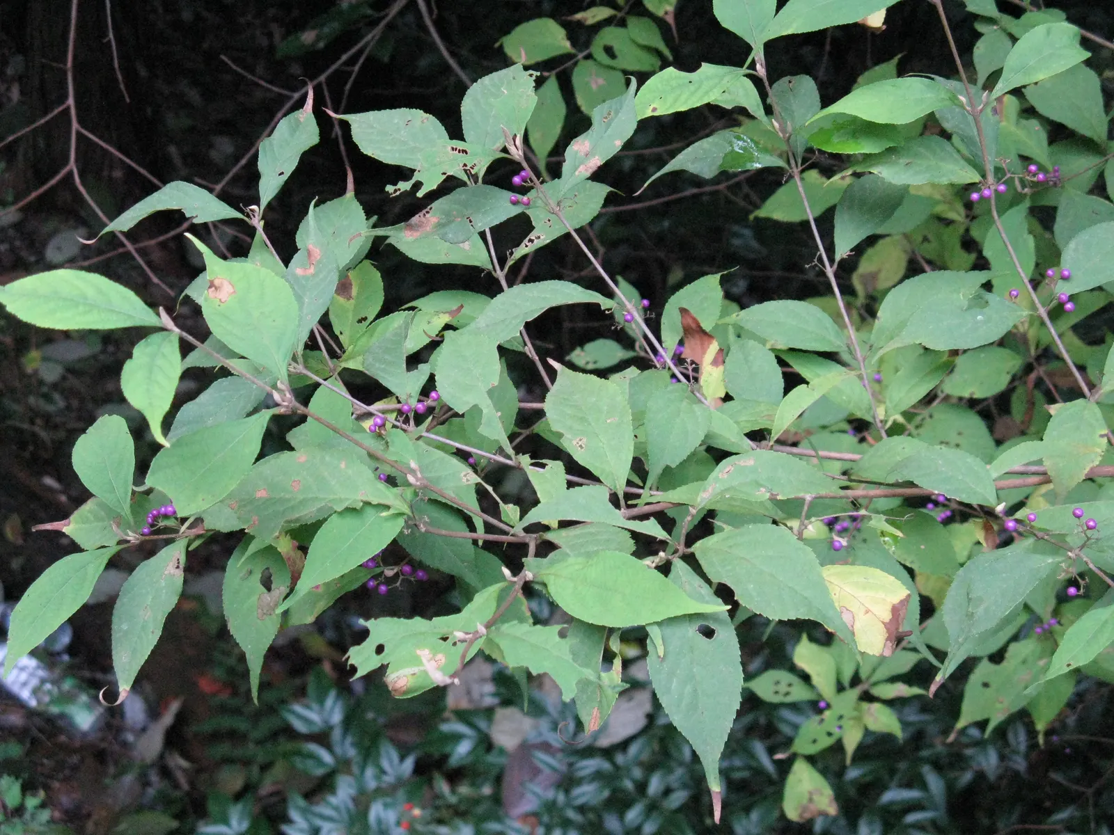 Beautyberry (Callicarpa Bodinieri) — shrub with pink and purple blooms; which are quite subtle when compared to the dramatic show of clustered