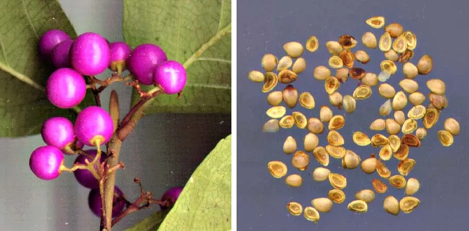 Beautyberry (Callicarpa Bodinieri) — and can attract birds and beneficial wildlife to their garden; shrub for full or half