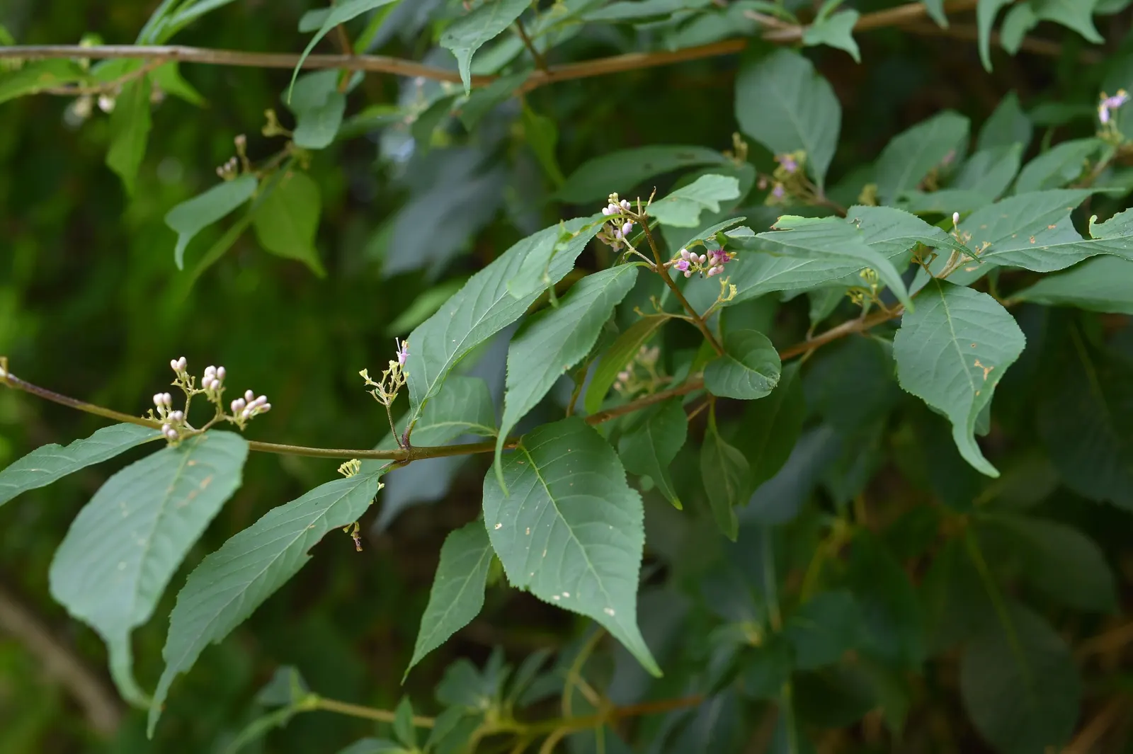 Beautyberry (Callicarpa Bodinieri) — Regular pruning in late winter can enhance the shrub's form and promote vigorous growth; thriving in full sun, image 90