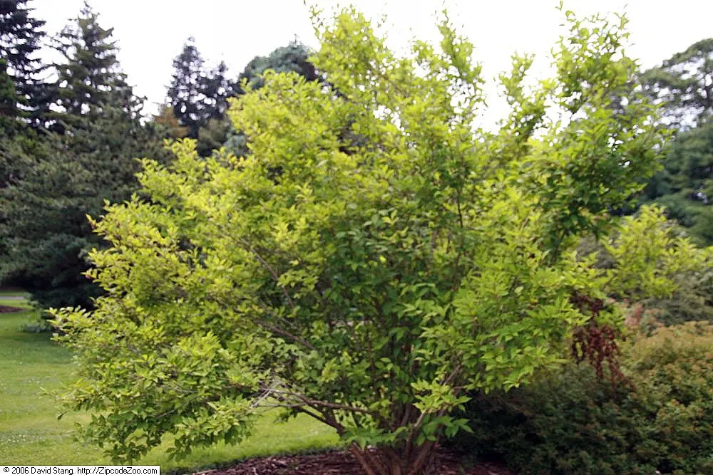 Beautyberry (Callicarpa Bodinieri) — it is recommended to plant the Beautyberry in full sun; requiring minimal attention once established, image 161