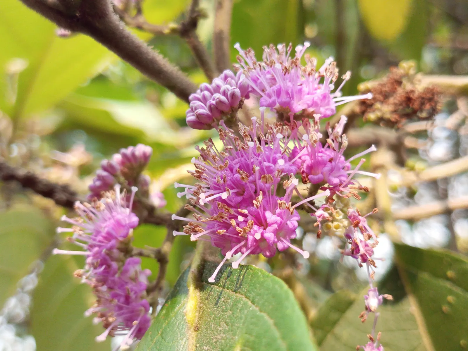 Beautyberry (Callicarpa Bodinieri) — It thrives in USDA hardiness zones 5 through 8; after delicate pink flowers in summer, image 83