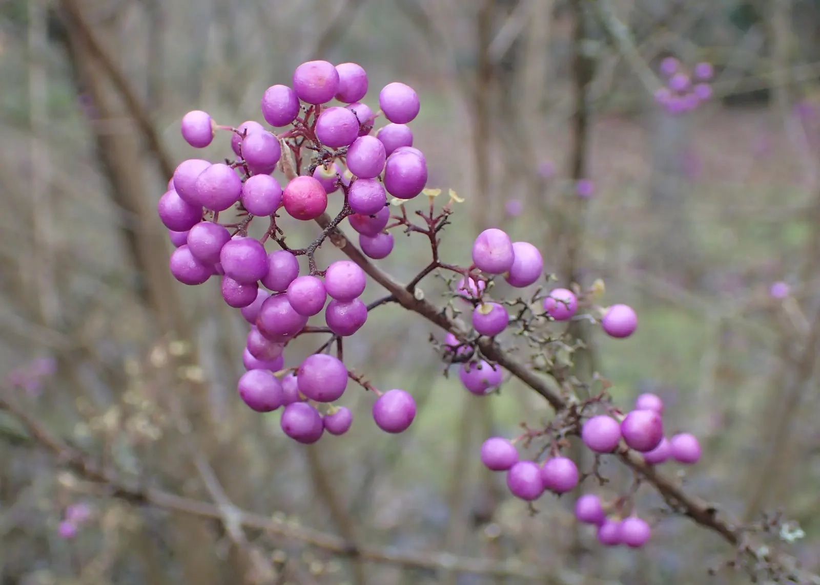 Beautyberry (Callicarpa Bodinieri) — is a deciduous shrub boasting clusters of vibrant purple berries in fall