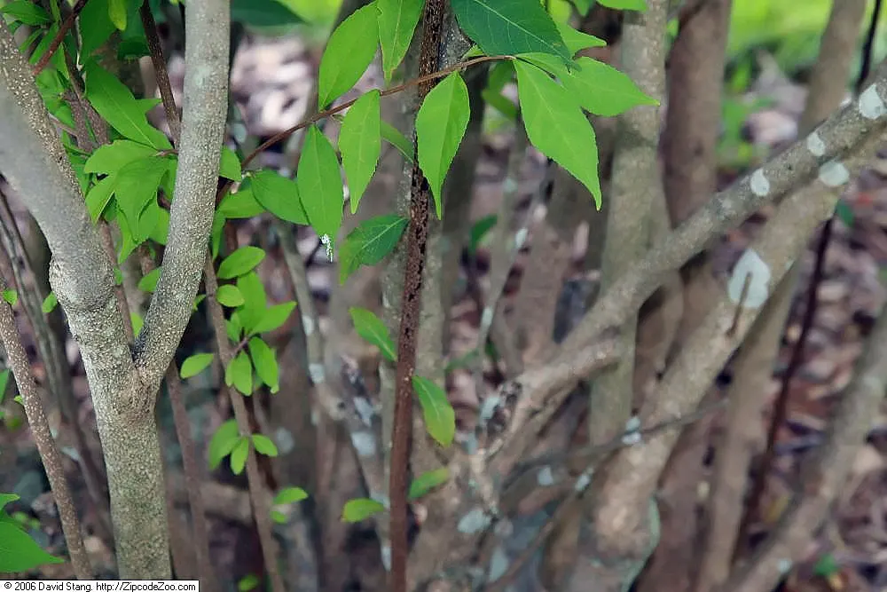 Beautyberry (Callicarpa Bodinieri) — requiring minimal attention once established; it is recommended to plant the Beautyberry in full sun, image 164