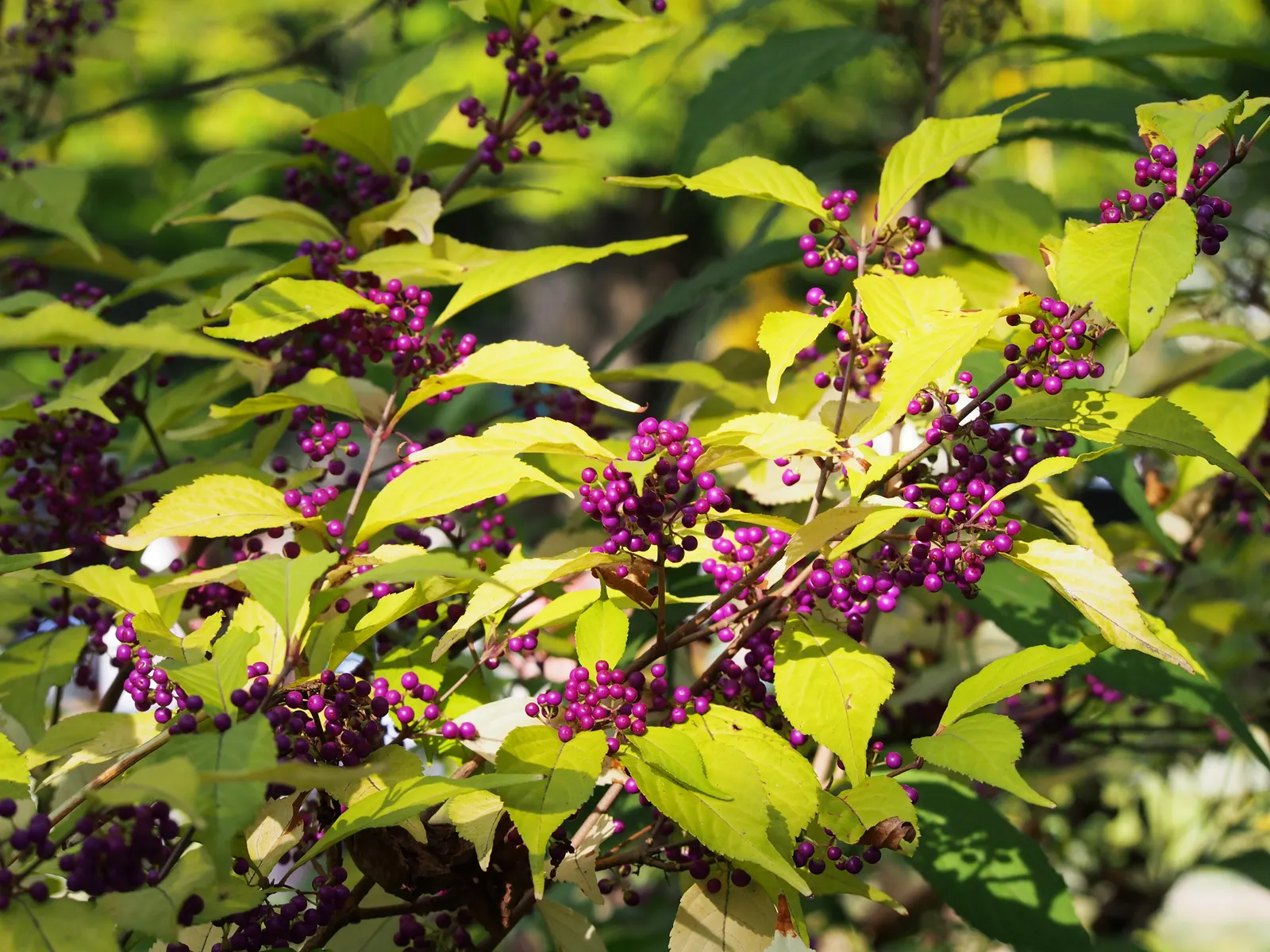Beautyberry (Callicarpa Bodinieri) — Thriving in full sun to partial shade, it reaches up to 6 ft in height and spread; regular pruning in late, image 147