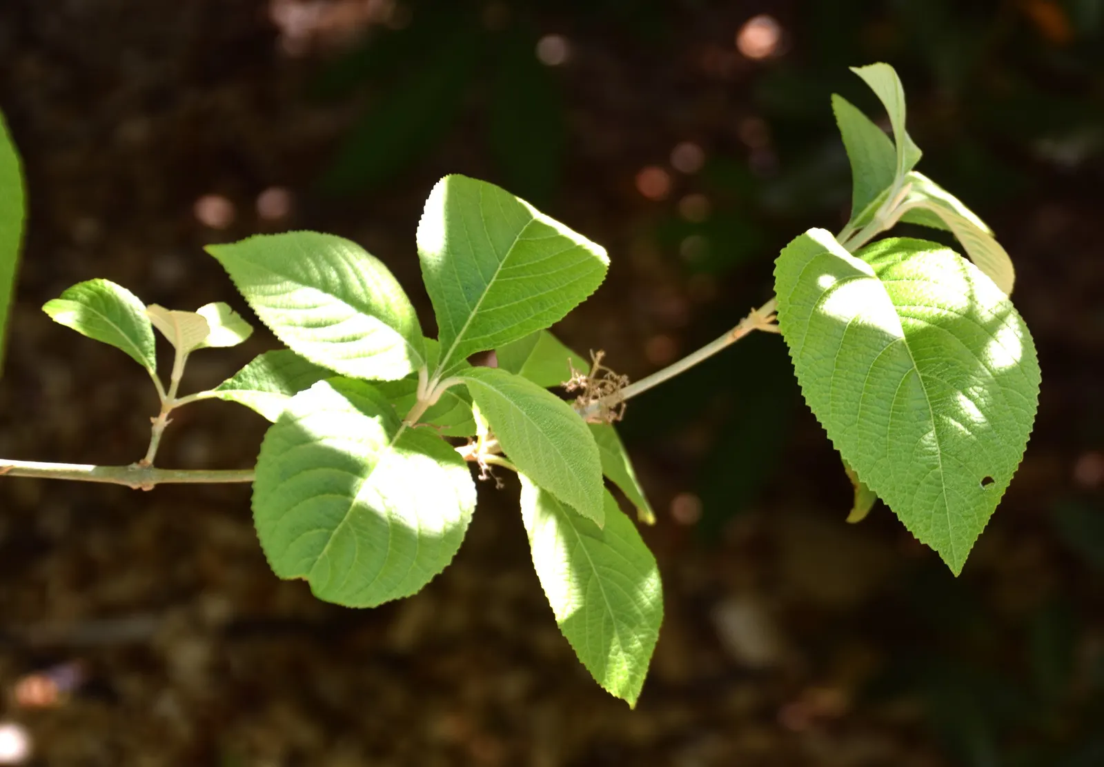Beautyberry (Callicarpa Bodinieri) — glossy berries that follow