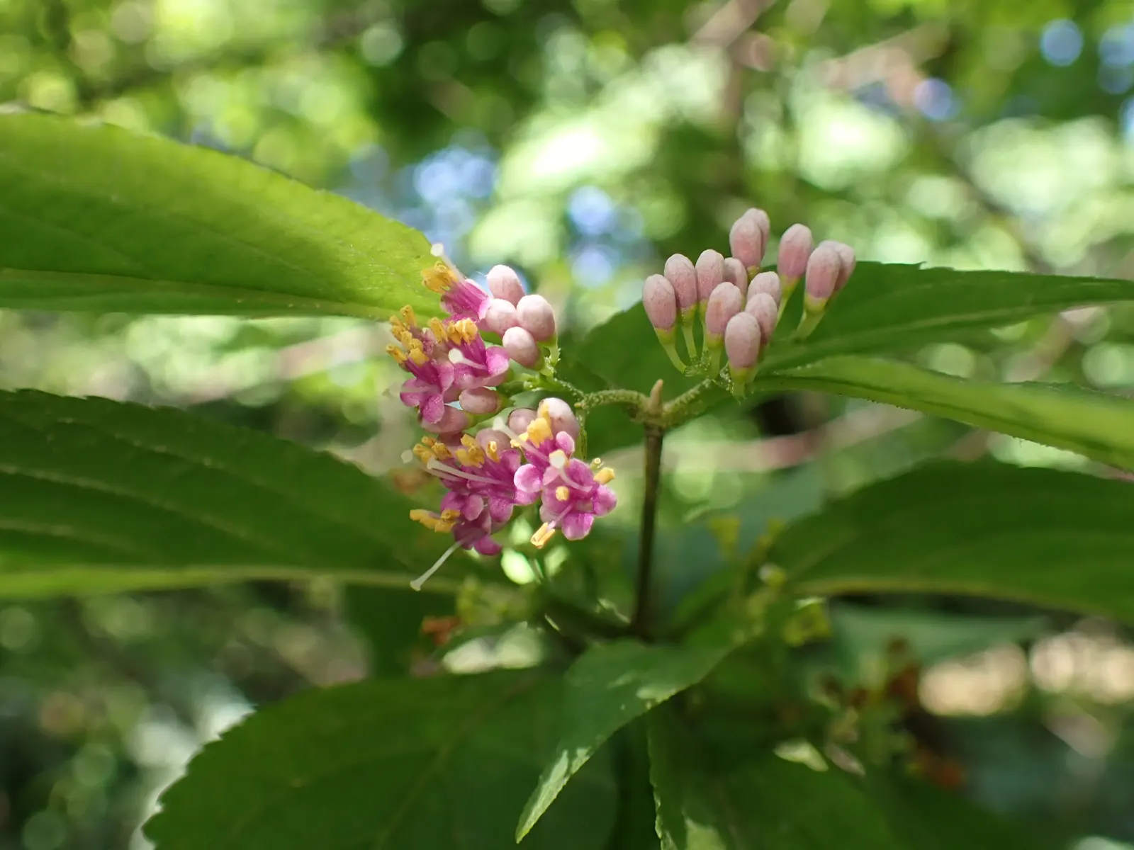 Beautyberry (Callicarpa Bodinieri) — shrub for full or half; and can attract birds and beneficial wildlife to their garden, image 144