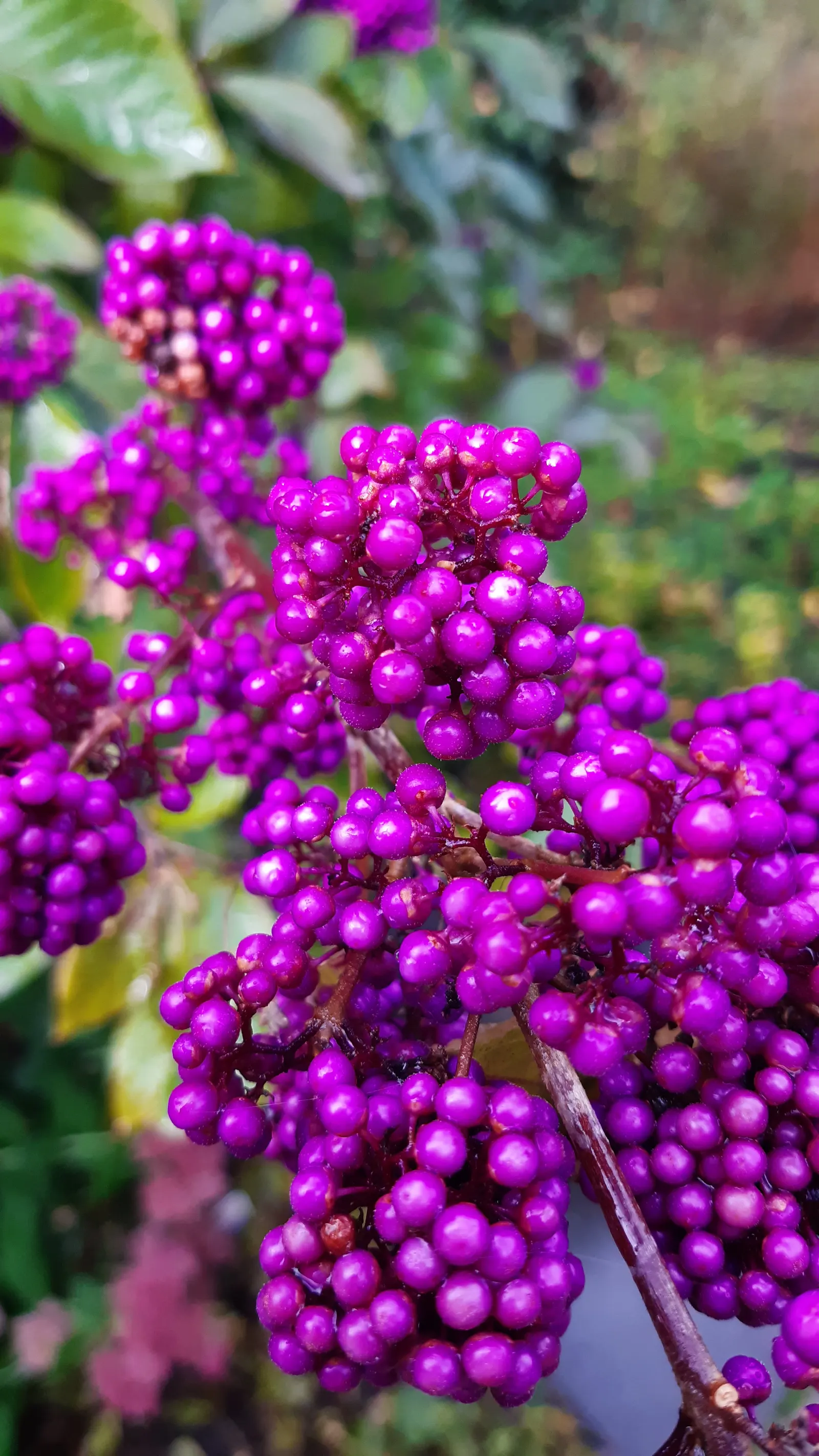 Beautyberry (Callicarpa Bodinieri) — which are quite subtle when compared to the dramatic show of clustered; shrub with pink and purple blooms, image 158