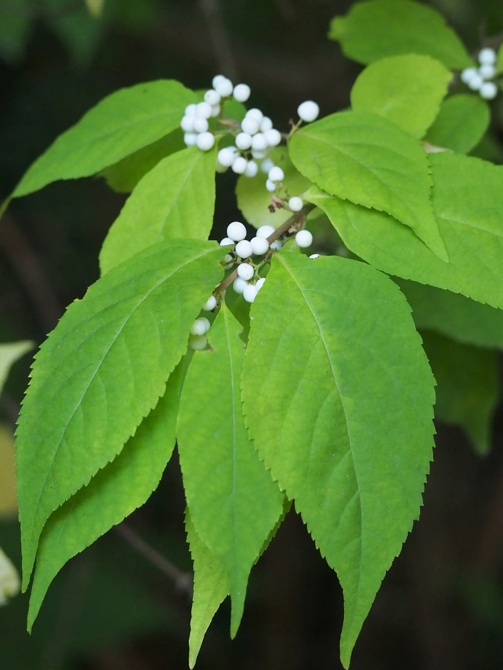 Beautyberry (Callicarpa Bodinieri) — allowing it to serve as a stunning focal point or accent within a mixed border; it's worth noting to the, image 82