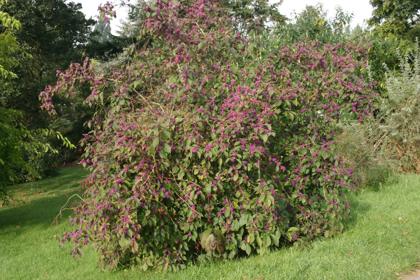 Beautyberry (Callicarpa Bodinieri) — the Beautyberry boasts small pink to light purple flowers in summer; these berry clusters encircle the stems, image 61