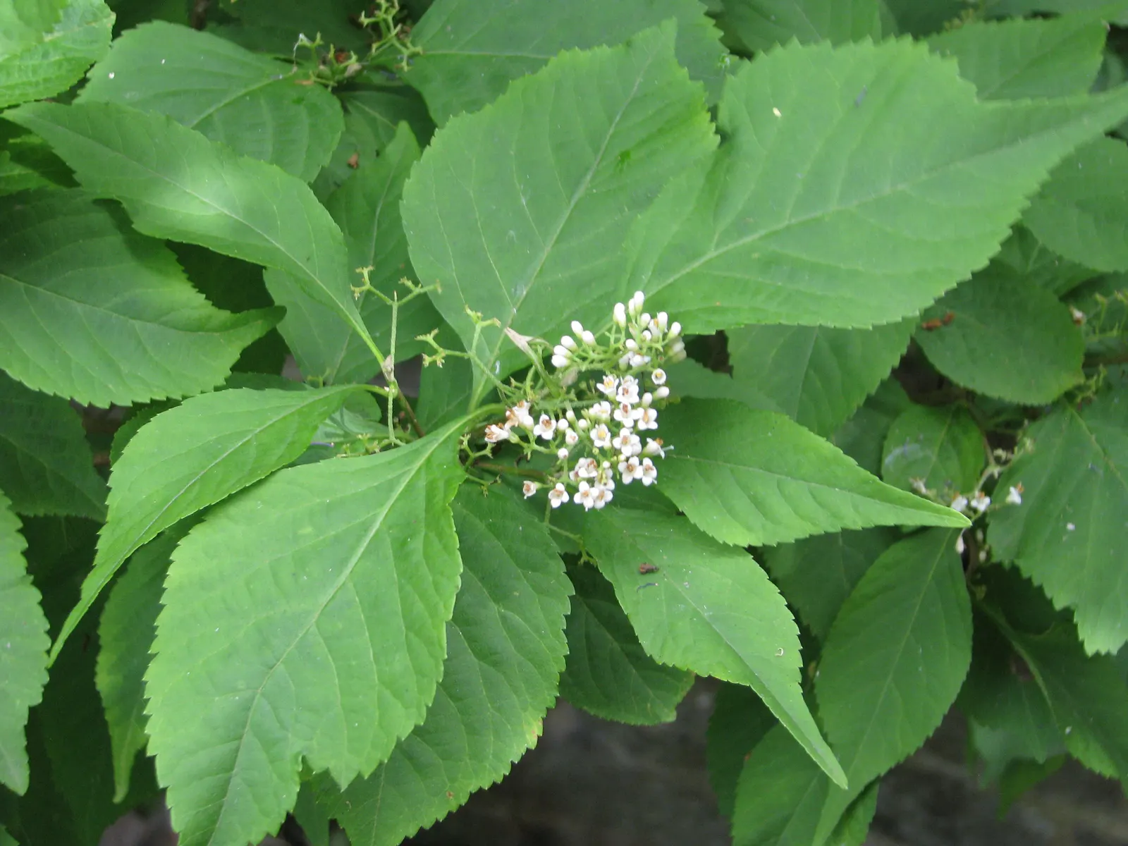 Beautyberry (Callicarpa Bodinieri) — is a deciduous shrub boasting clusters of vibrant purple berries in fall; hardy in USDA zones 5-8, it requires, image 49