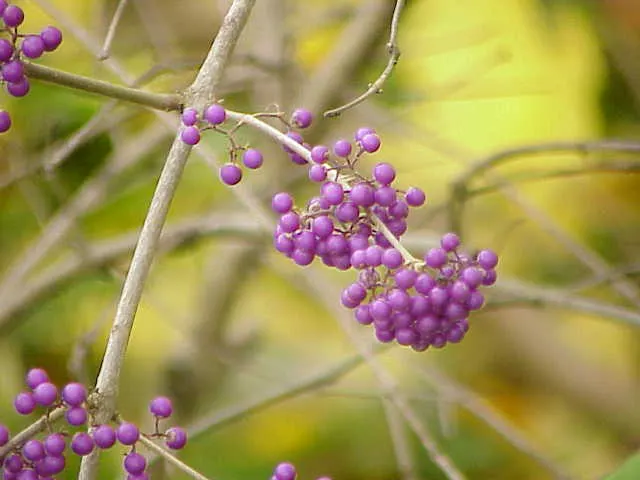Beautyberry (Callicarpa Bodinieri) — it is recommended to plant the Beautyberry in full sun; requiring minimal attention once established, image 113
