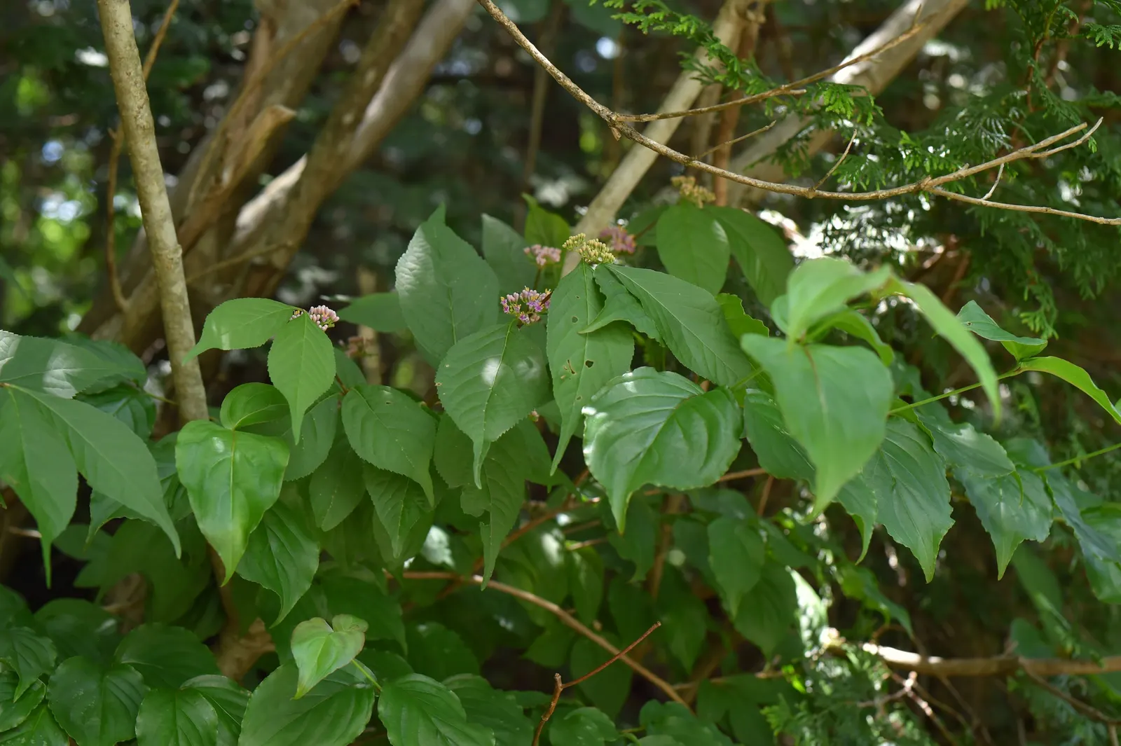Beautyberry (Callicarpa Bodinieri) — and can attract birds and beneficial wildlife to their garden; shrub for full or half, image 165