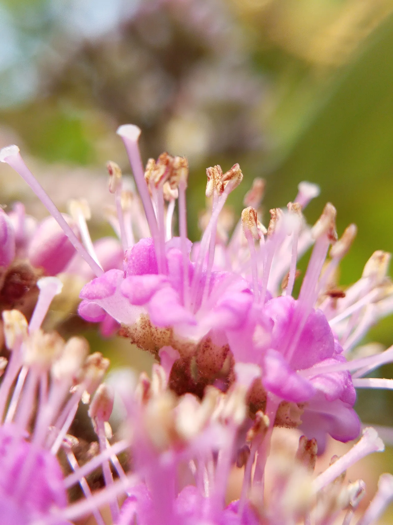Beautyberry (Callicarpa Bodinieri) — requiring minimal attention once established; it is recommended to plant the Beautyberry in full sun, image 116