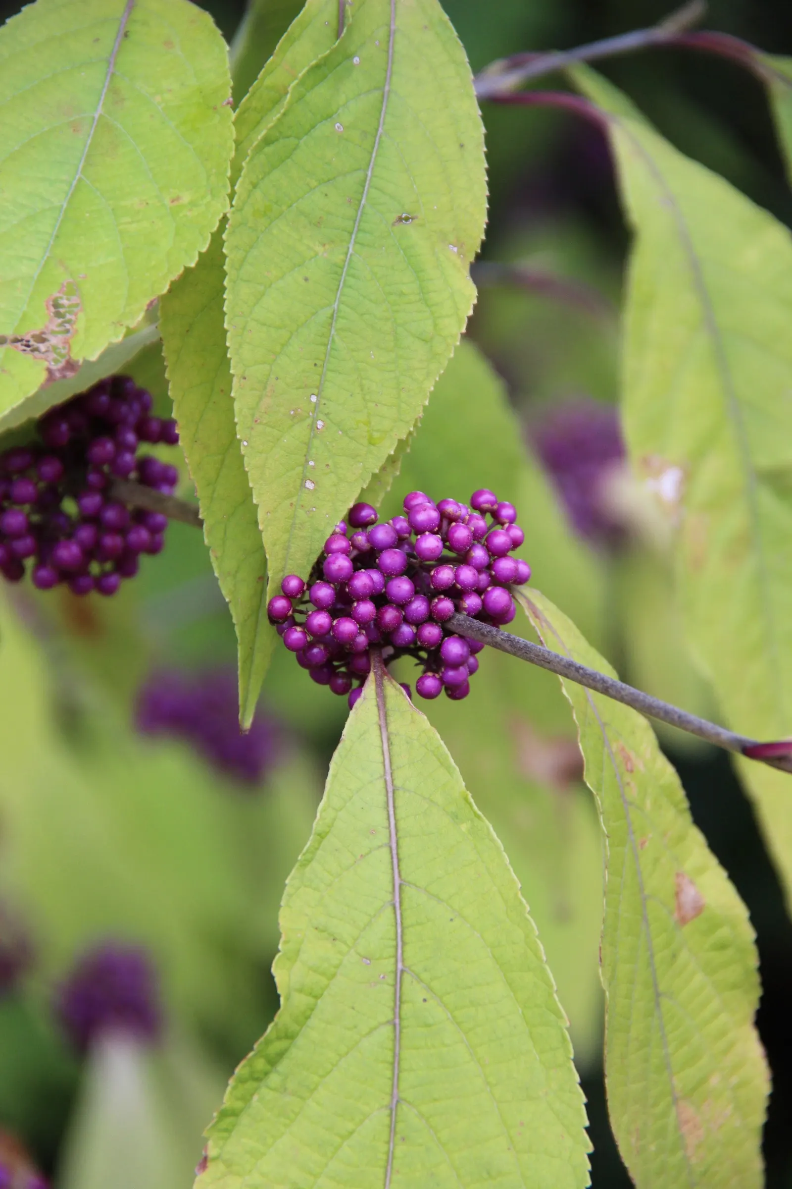 Beautyberry (Callicarpa Bodinieri) — requiring minimal attention once established; it is recommended to plant the Beautyberry in full sun, image 92