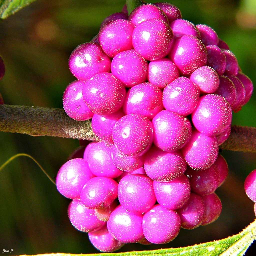 Beautyberry (Callicarpa Bodinieri) — allowing it to serve as a stunning focal point or accent within a mixed border; it's worth noting to the, image 154