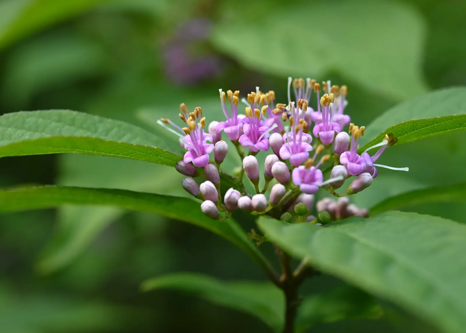 Beautyberry (Callicarpa Bodinieri) — it's worth noting to the client that Callicarpa bodinieri is relatively low-maintenance; allowing it to serve, image 139
