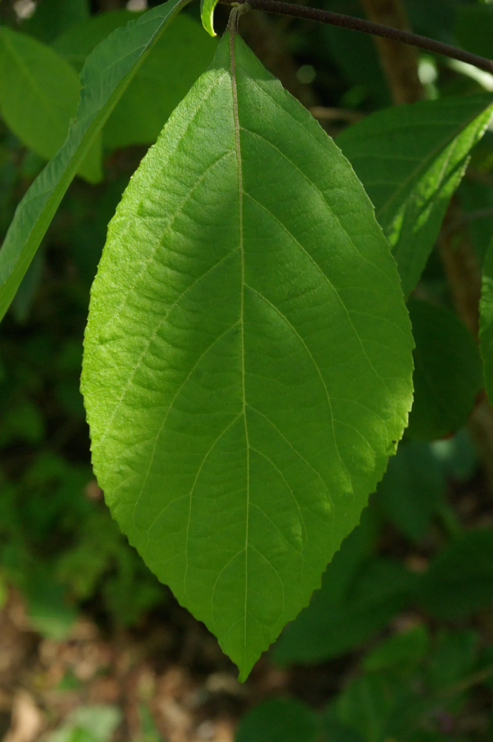 Beautyberry (Callicarpa Bodinieri) — shrub for full or half; and can attract birds and beneficial wildlife to their garden, image 168