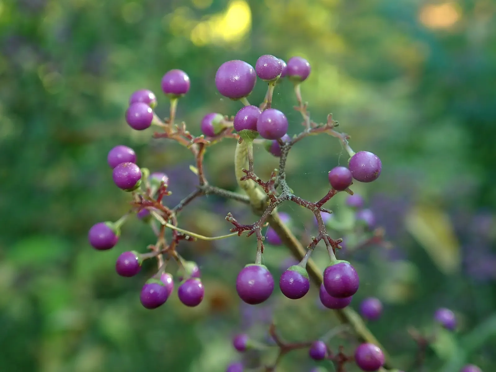 Beautyberry (Callicarpa Bodinieri) — which are quite subtle when compared to the dramatic show of clustered; shrub with pink and purple blooms, image 62