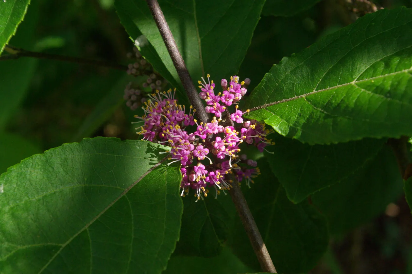 Beautyberry (Callicarpa Bodinieri) — after delicate pink flowers in summer