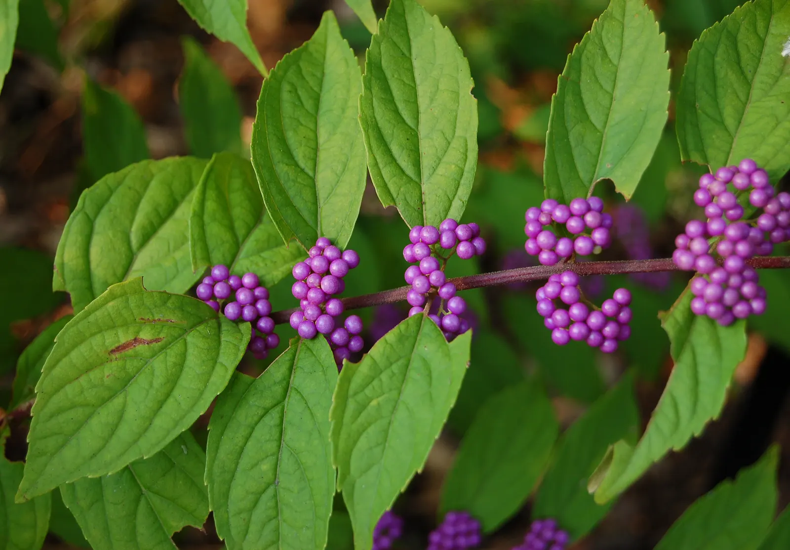 Beautyberry (Callicarpa Bodinieri) — Hardy in USDA zones 5-8, it requires well-drained soil; is a deciduous shrub boasting clusters of vibrant, image 124