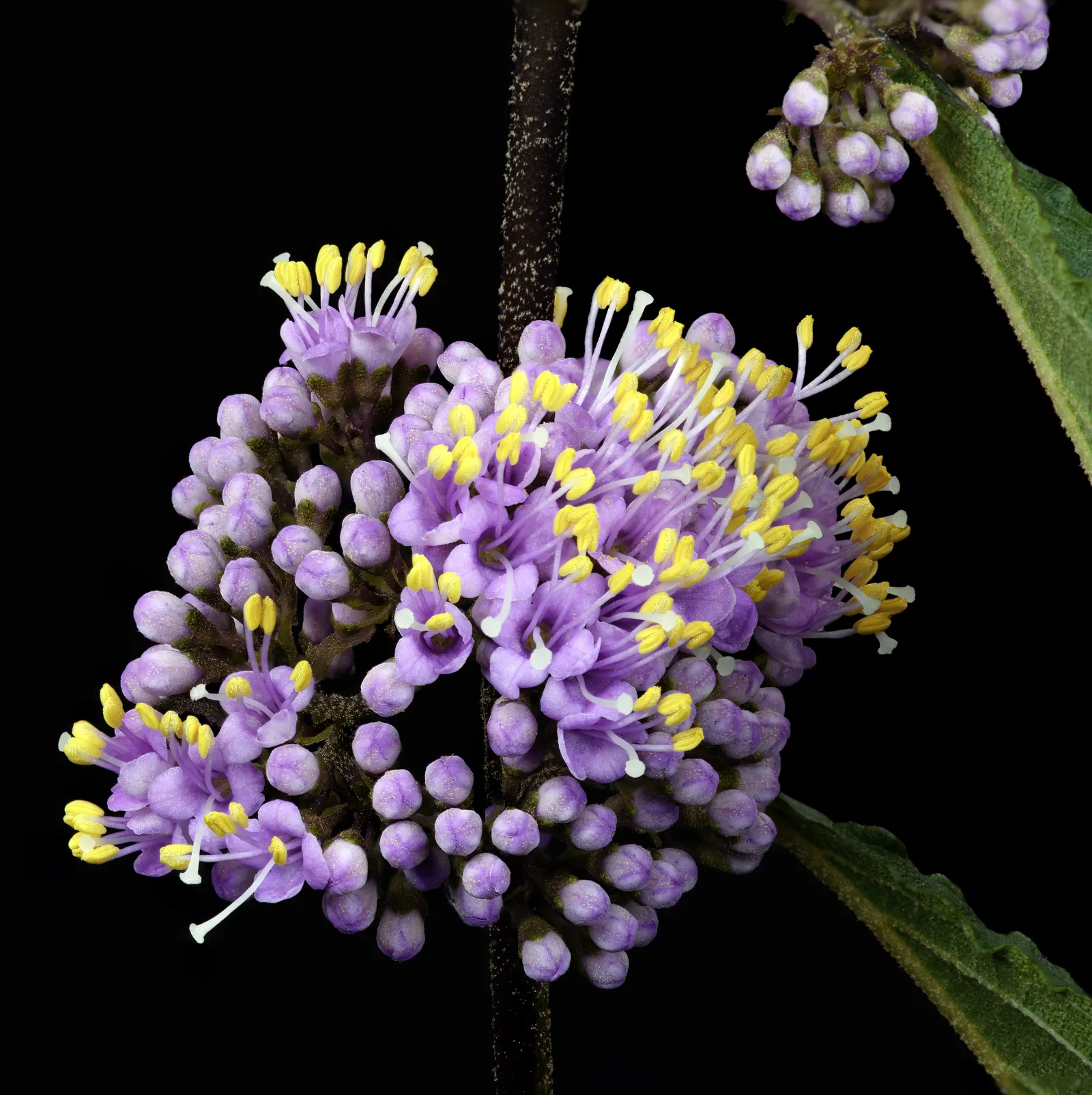 Beautyberry (Callicarpa Bodinieri) — it is recommended to plant the Beautyberry in full sun; requiring minimal attention once established, image 137