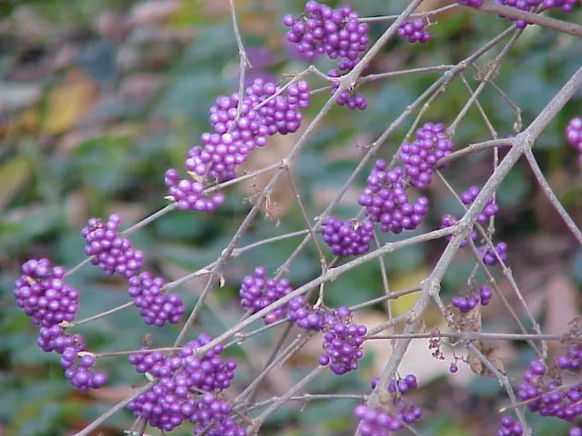 Beautyberry (Callicarpa Bodinieri) — pink and purple flowers in the garden; commonly referred to as Beautyberry, image 166