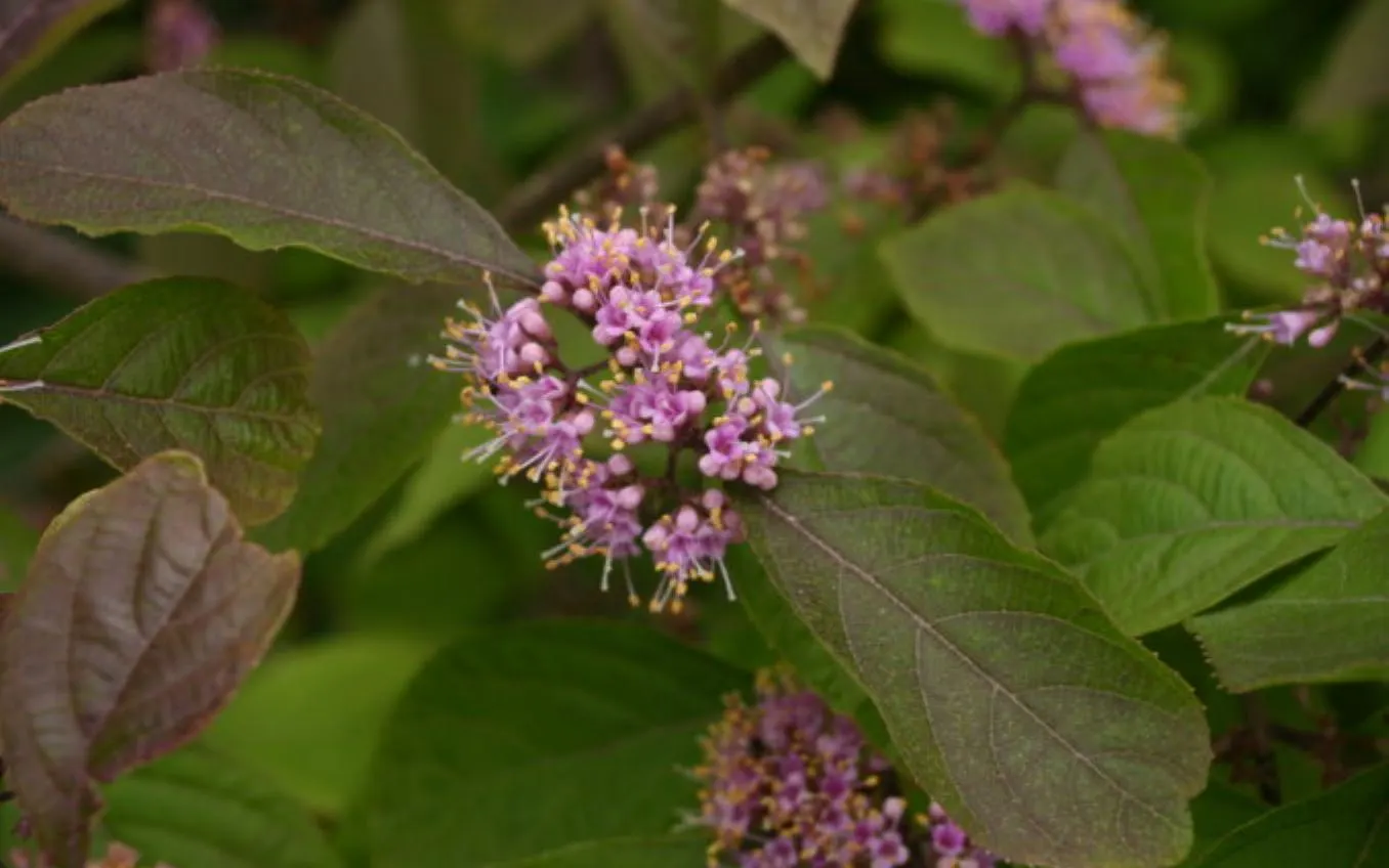 Beautyberry (Callicarpa Bodinieri) — is a striking deciduous shrub known for its vibrant display of purple berries in late summer and fall; prune, image 80