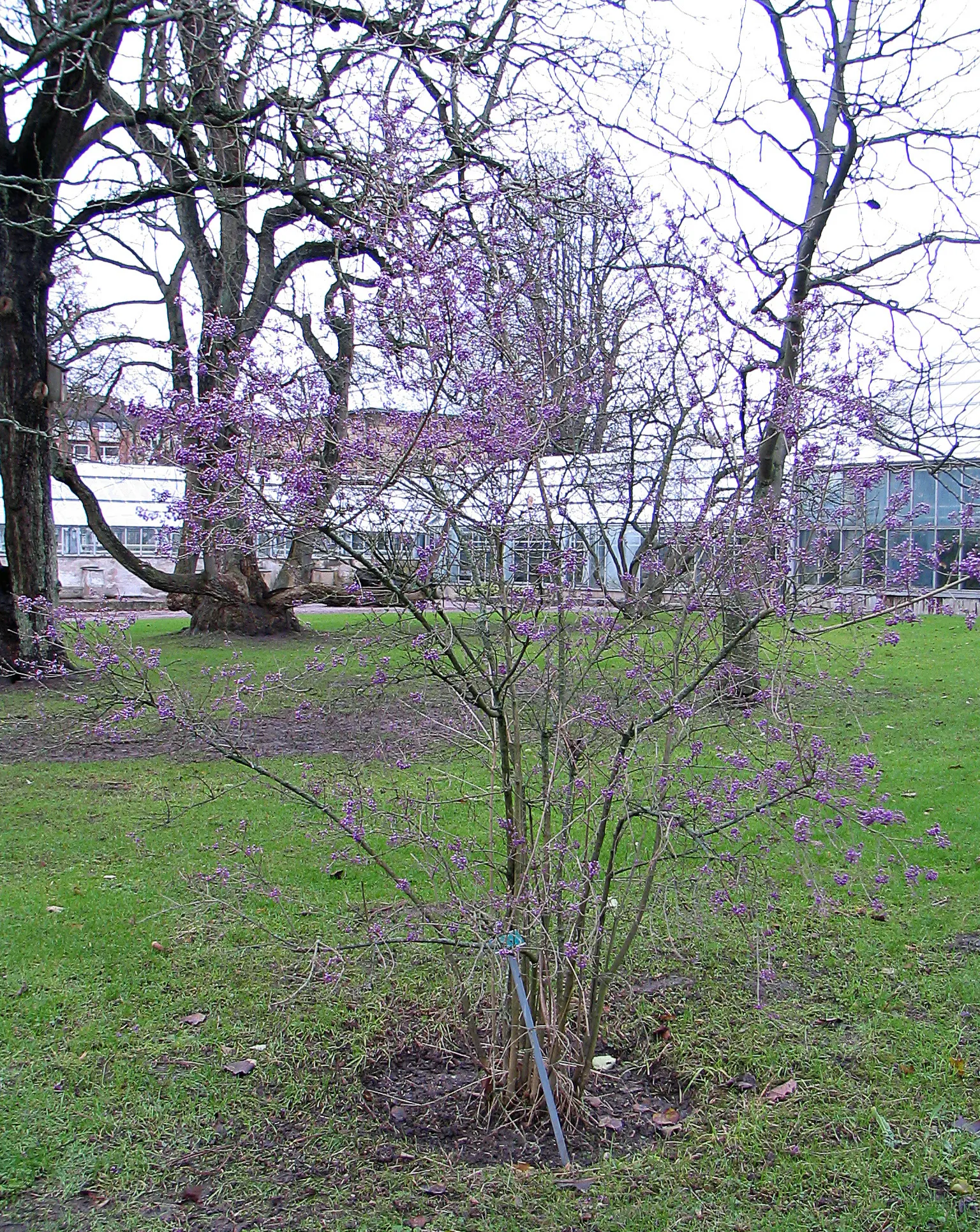 Beautyberry (Callicarpa Bodinieri) — the Beautyberry boasts small pink to light purple flowers in summer; these berry clusters encircle the stems, image 85